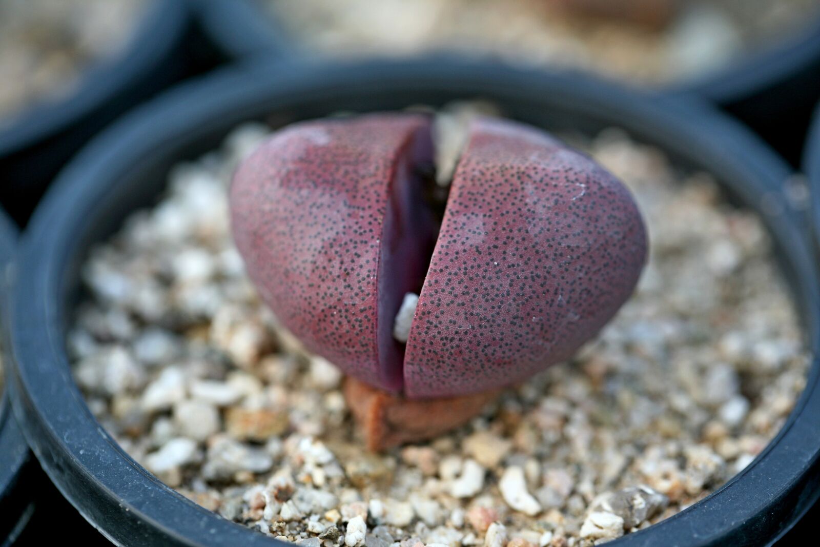 Canon EOS 5D sample photo. A fleshy plant, fleshy photography