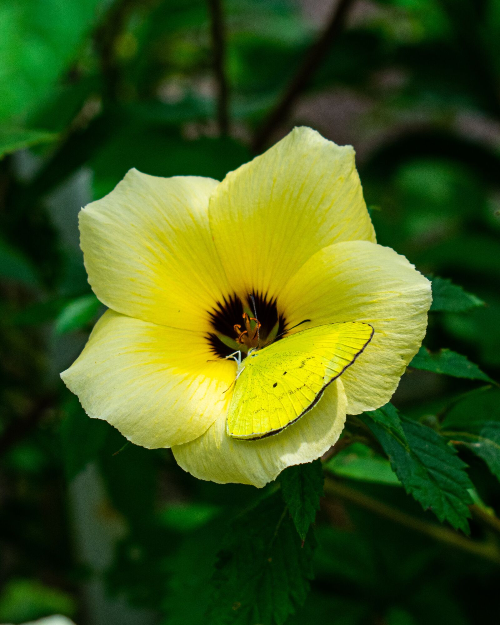 Nikon D3400 sample photo. Flower, yellow, nature photography