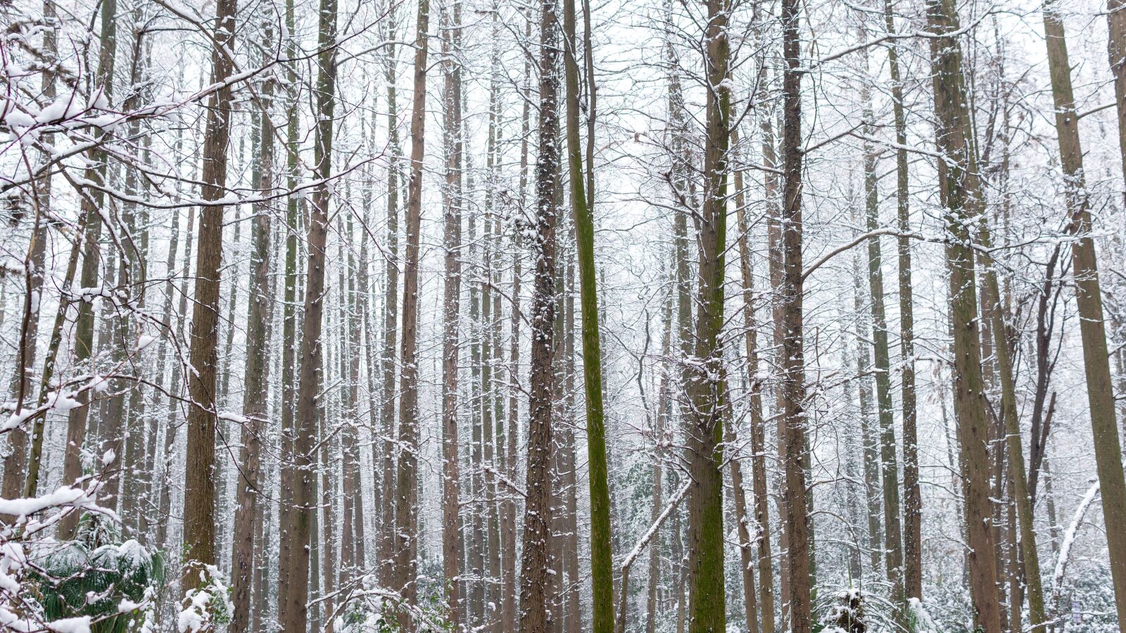 Sony a5100 sample photo. Woods, arbor, winter photography
