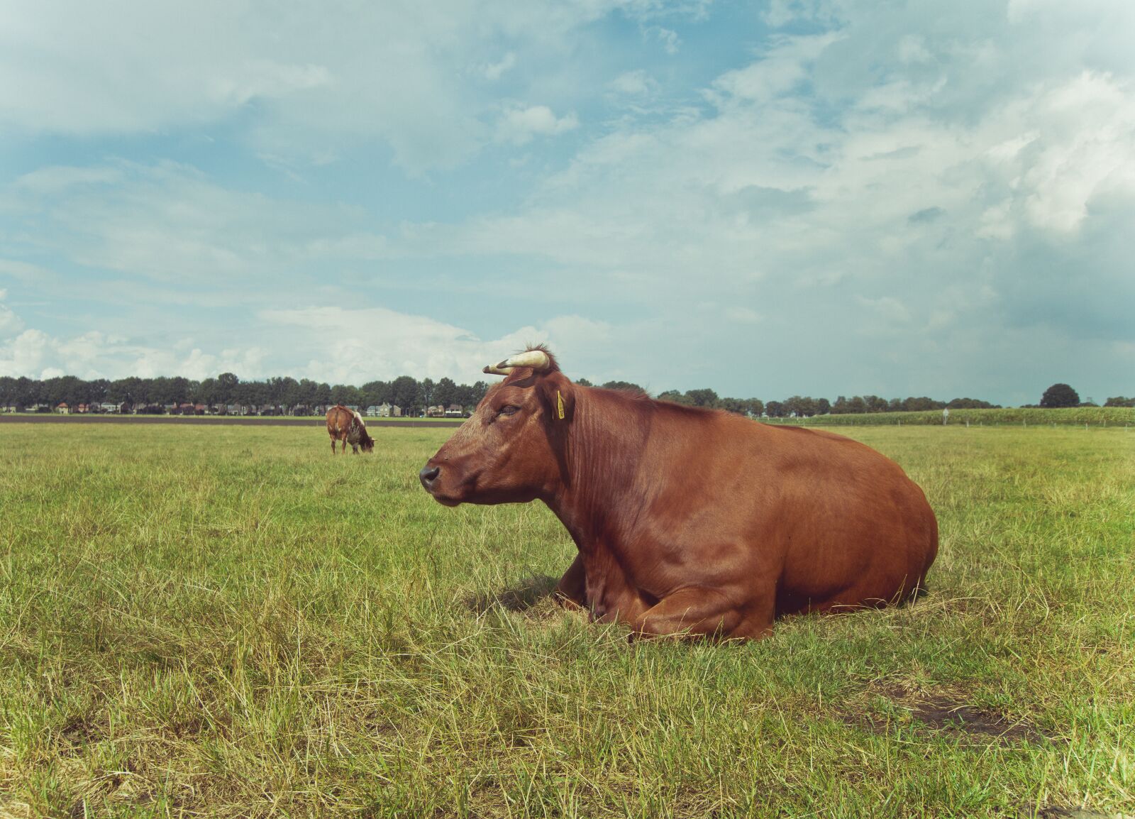 10-20mm F3.5 sample photo. Cow, animal, cows photography