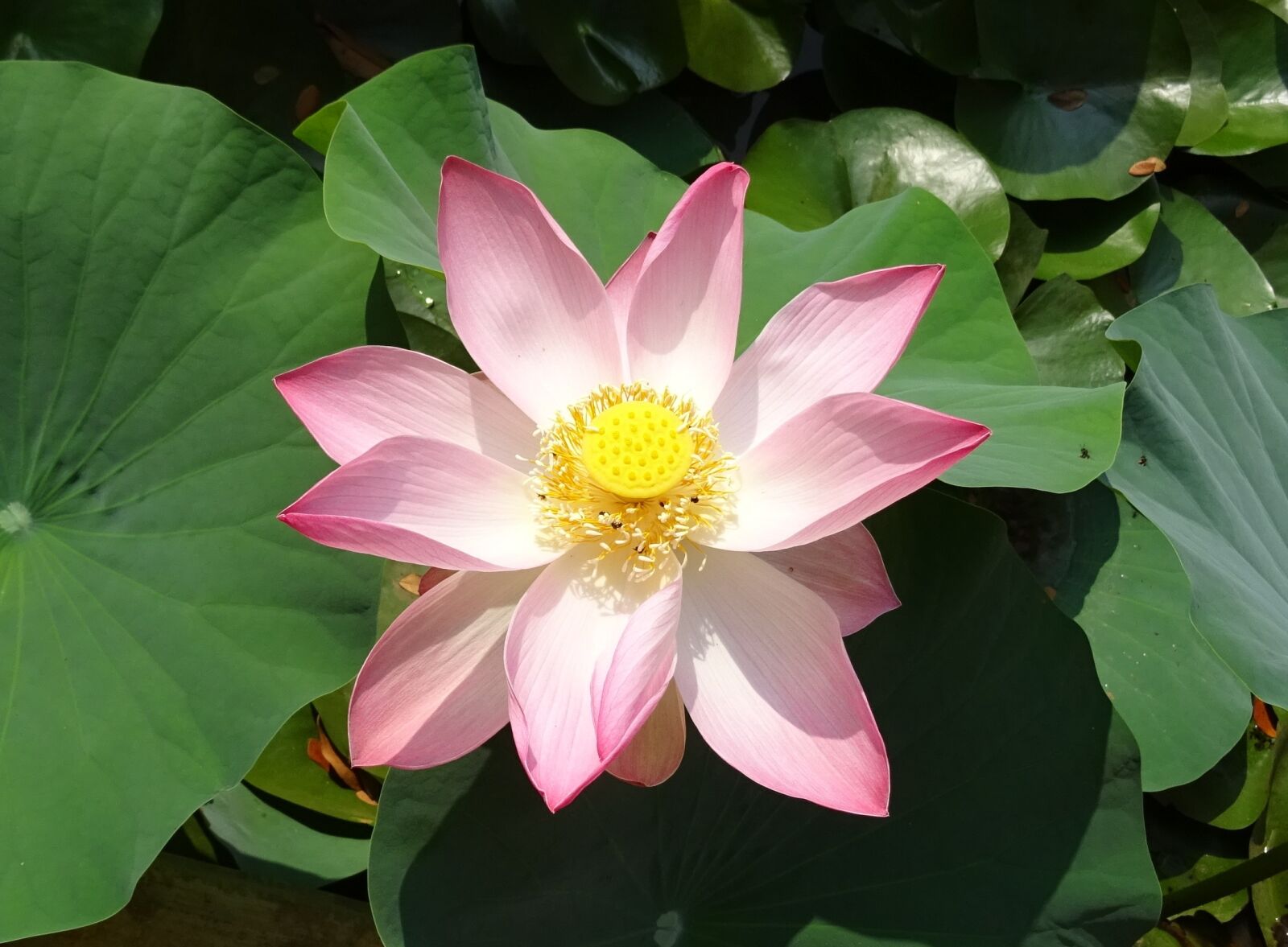 Sony DSC-HX60V sample photo. Lotus, flower, pink photography
