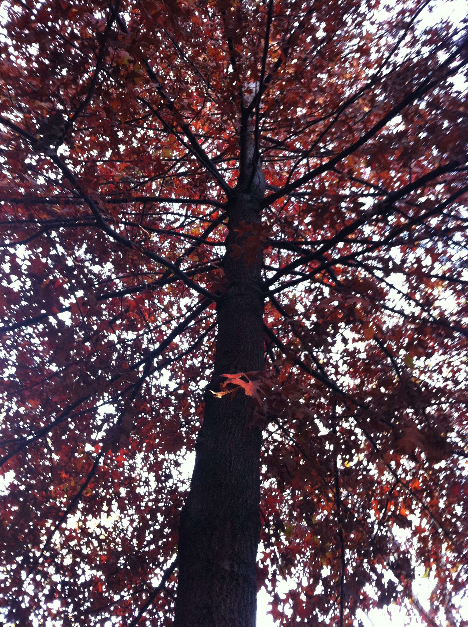 Apple iPhone 4 sample photo