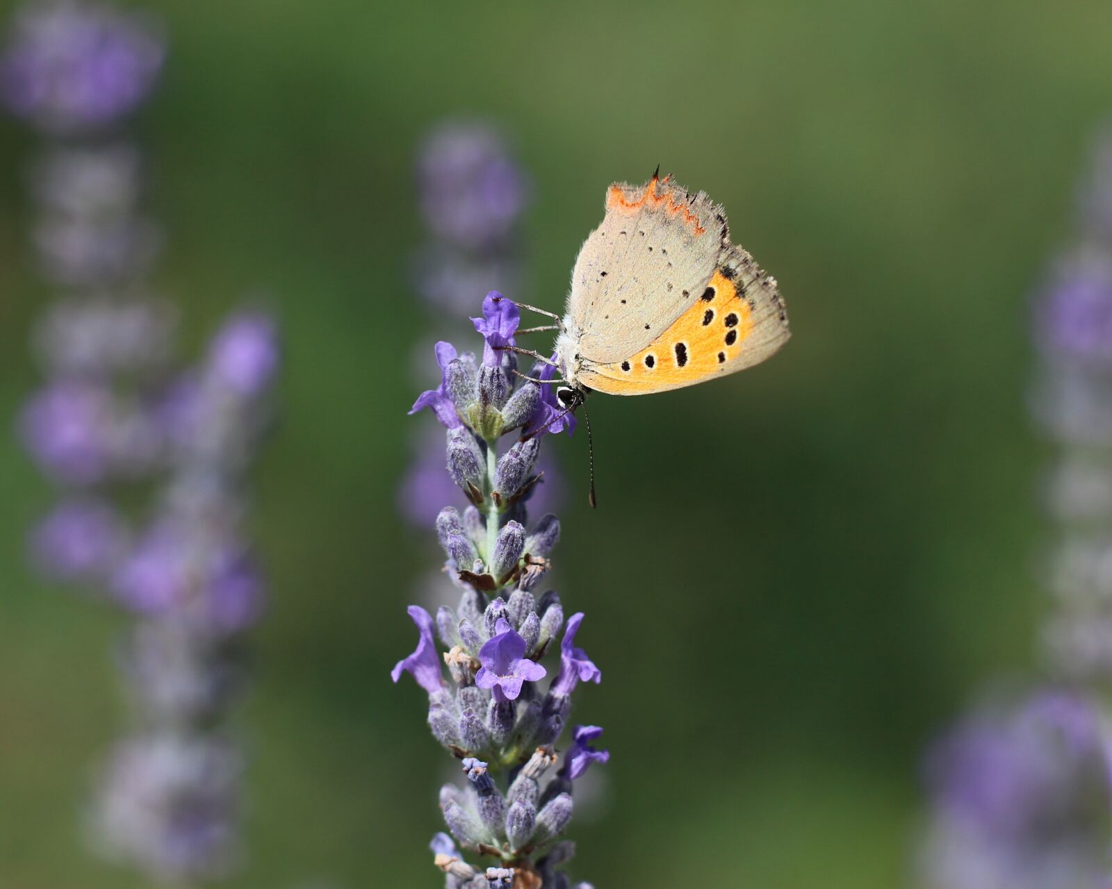 Canon EOS 700D (EOS Rebel T5i / EOS Kiss X7i) sample photo. Butterfly, insect, close up photography