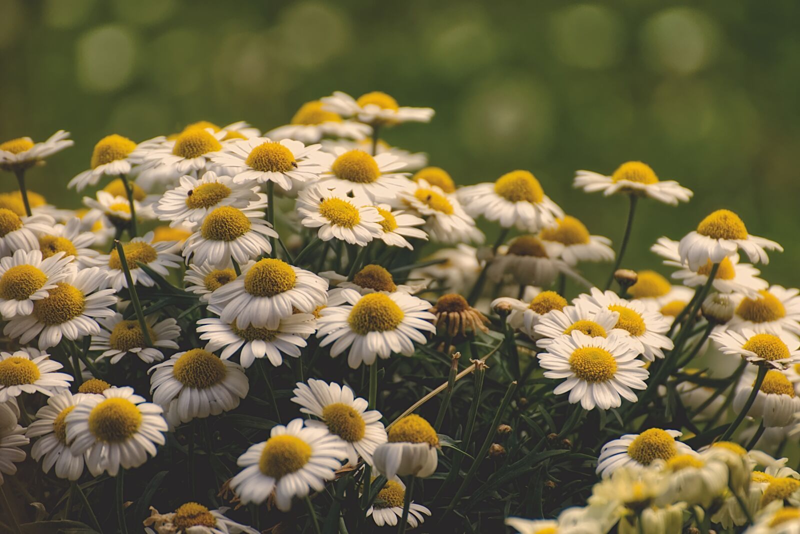 Nikon D7200 sample photo. Daisies, flower, summer photography