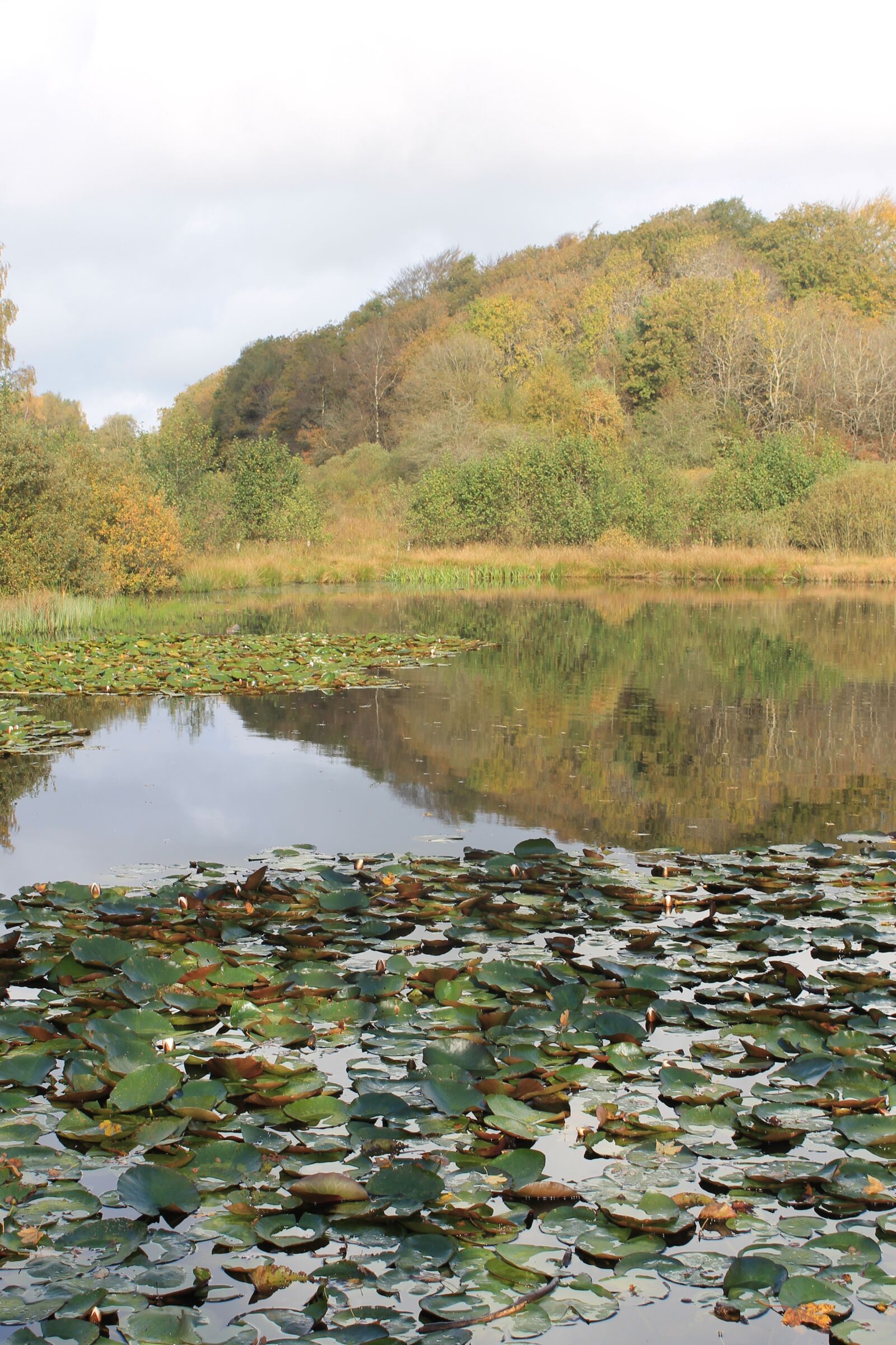 Canon EOS 1100D (EOS Rebel T3 / EOS Kiss X50) sample photo. Lake, denmark, pond photography