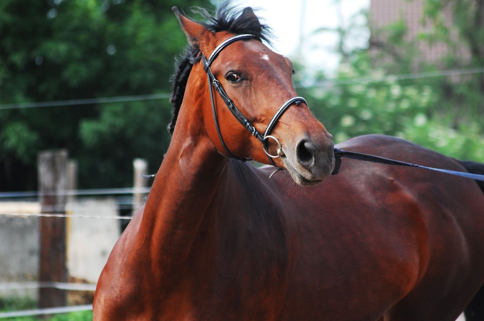 Nikon D40 sample photo. The horse, silesian, horse photography