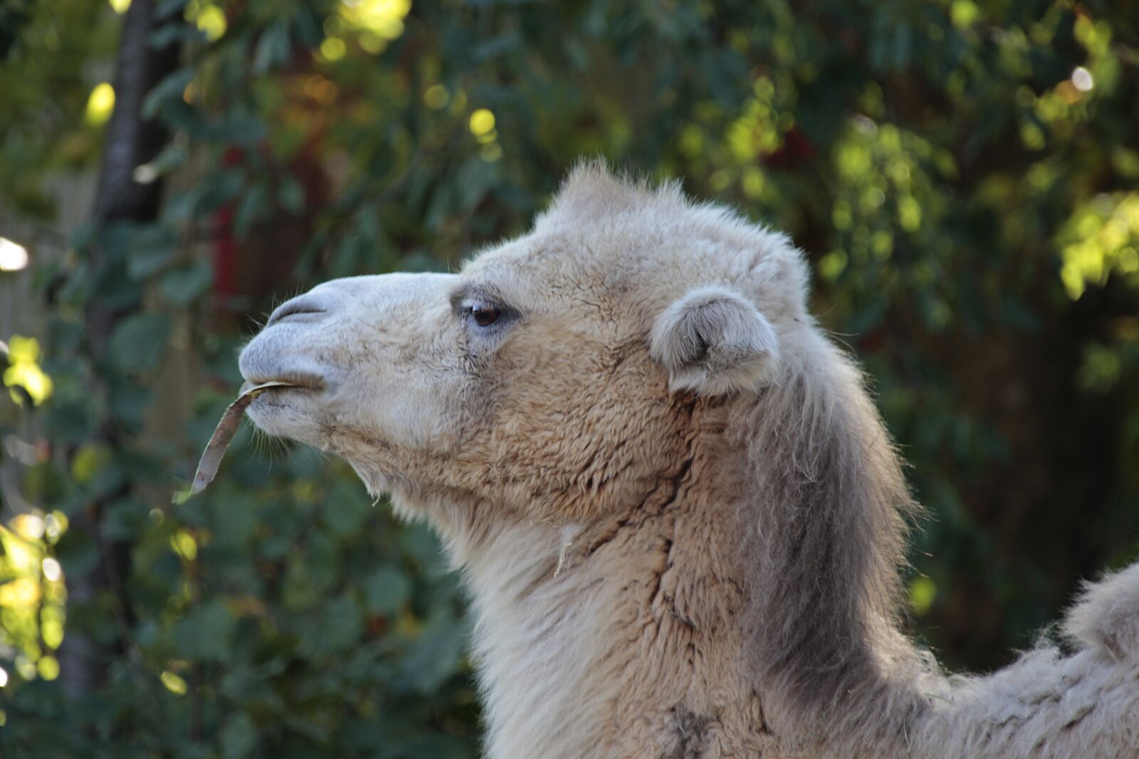 Canon EOS 700D (EOS Rebel T5i / EOS Kiss X7i) sample photo. Camel, nature, animal photography