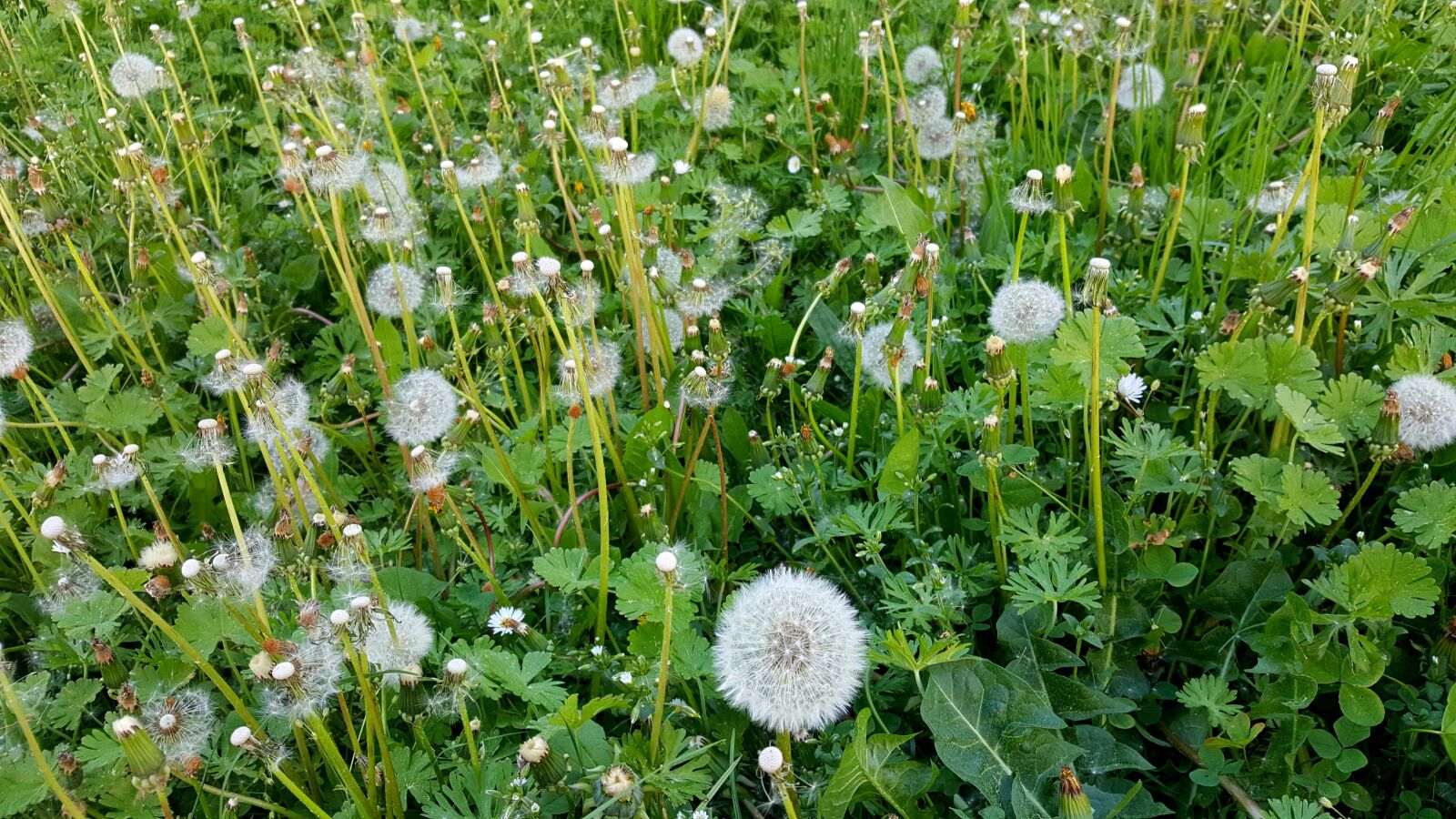 Samsung Galaxy S6 sample photo. Dandelion, meadow, nature photography