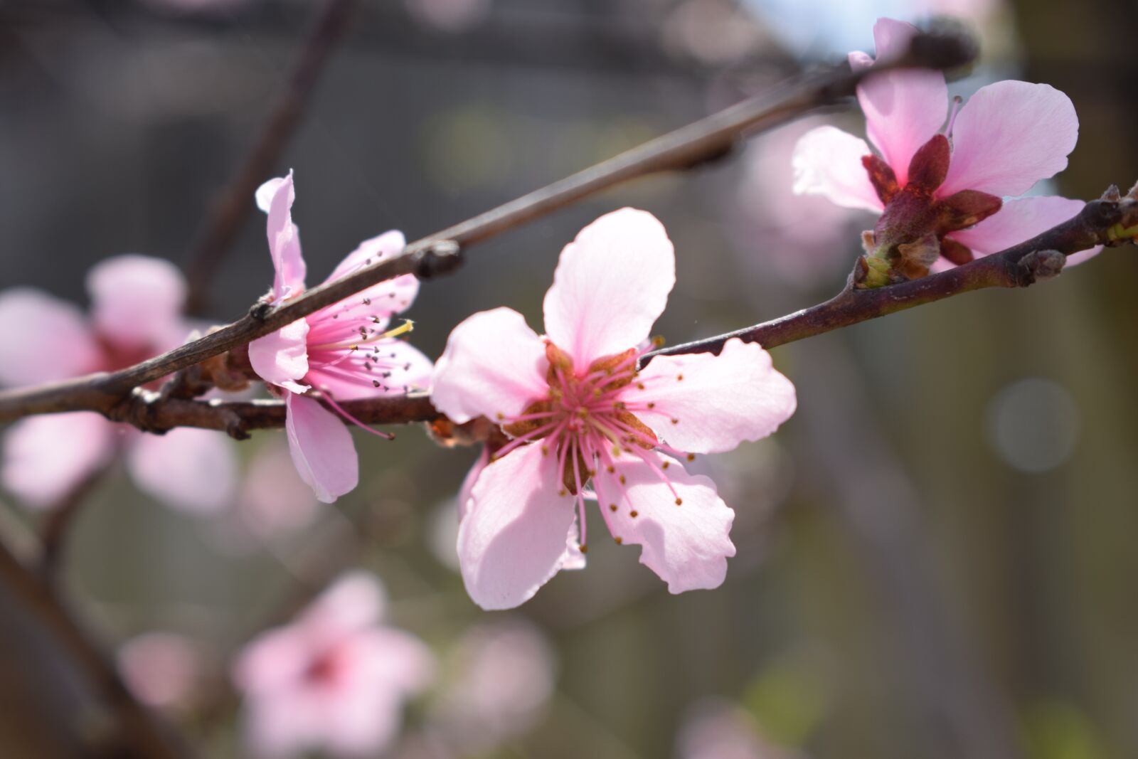 Nikon D3300 sample photo. Spring, flowers, pink photography