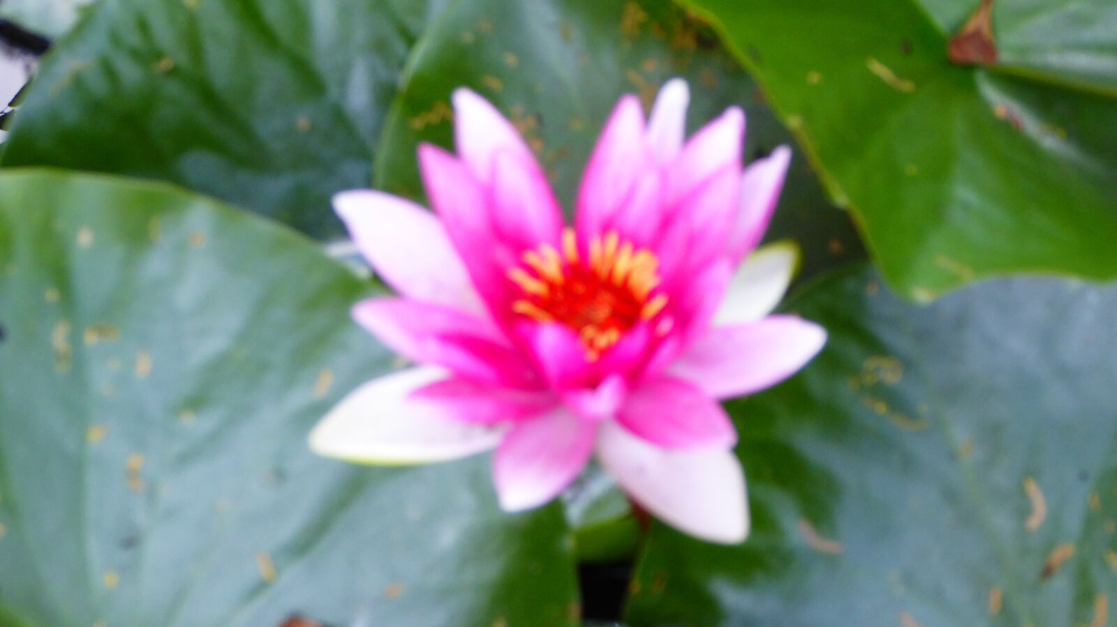 Panasonic DMC-TZ71 sample photo. Flower, water lily, beauty photography