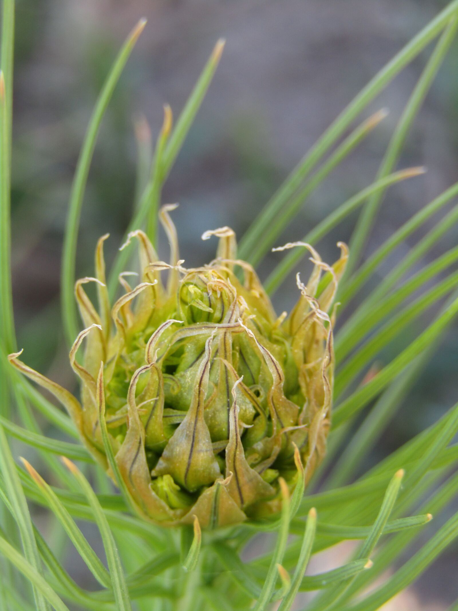 Canon POWERSHOT SX432 IS sample photo. Goldwurz, asphodeline lutea, flower photography