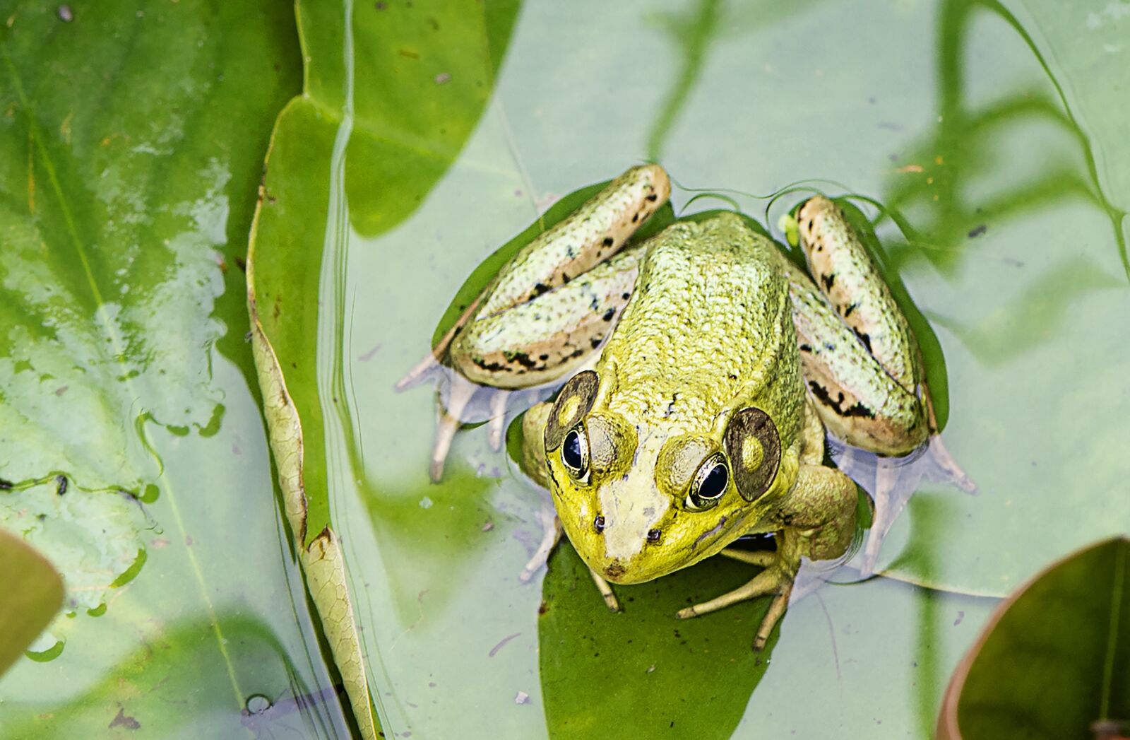 Nikon D610 sample photo. Water, frog, green photography