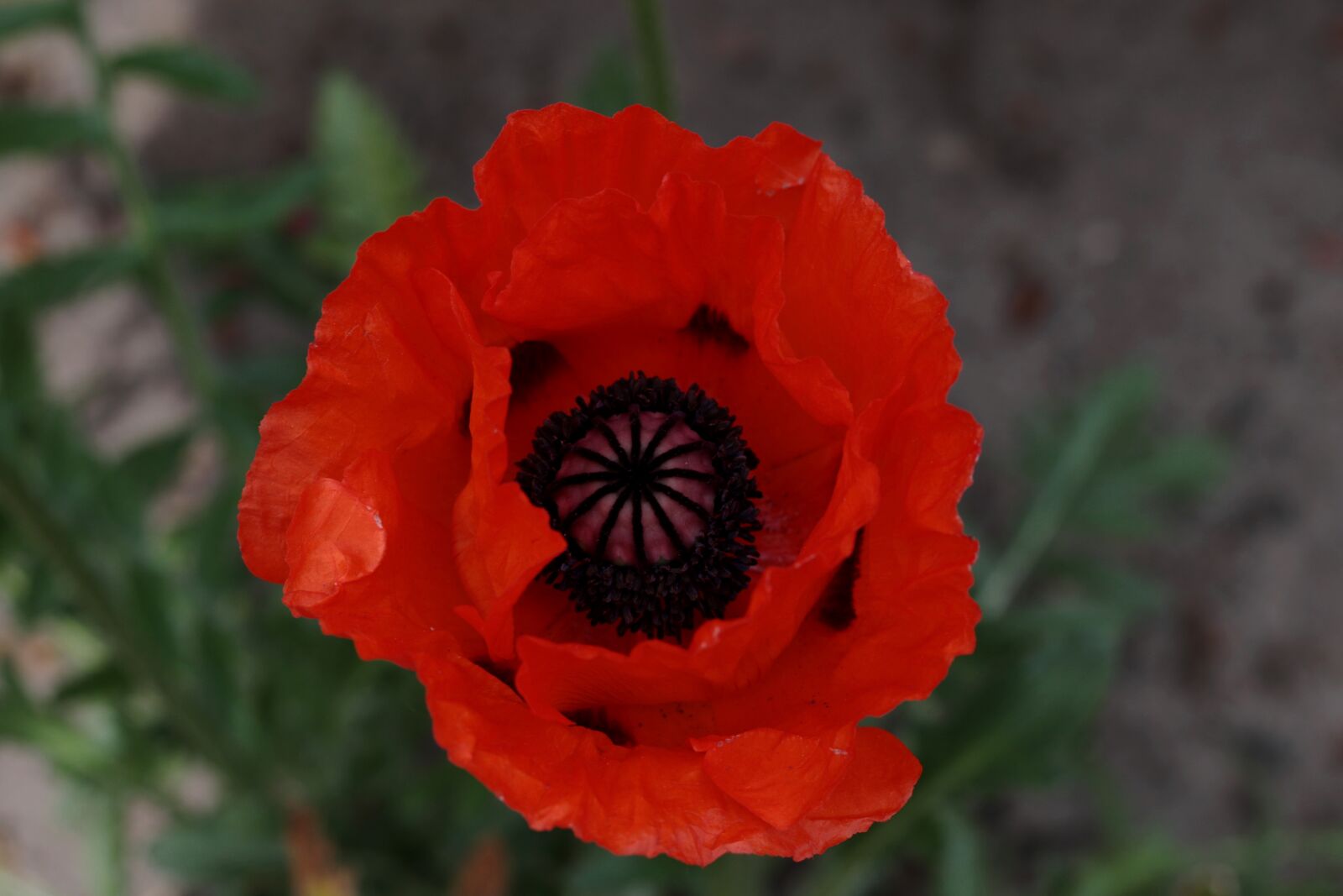 Canon EOS 7D Mark II + Canon EF 50mm F1.8 STM sample photo. Oriental poppy, red, the photography
