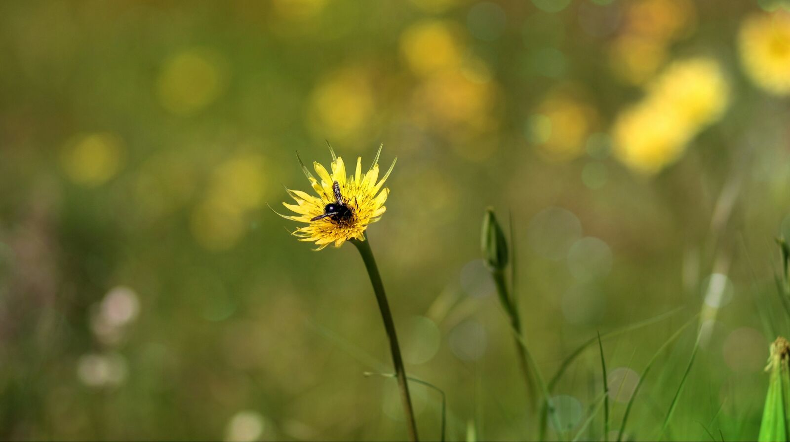 Canon EOS 450D (EOS Rebel XSi / EOS Kiss X2) sample photo. Dandelion, bee, yellow photography