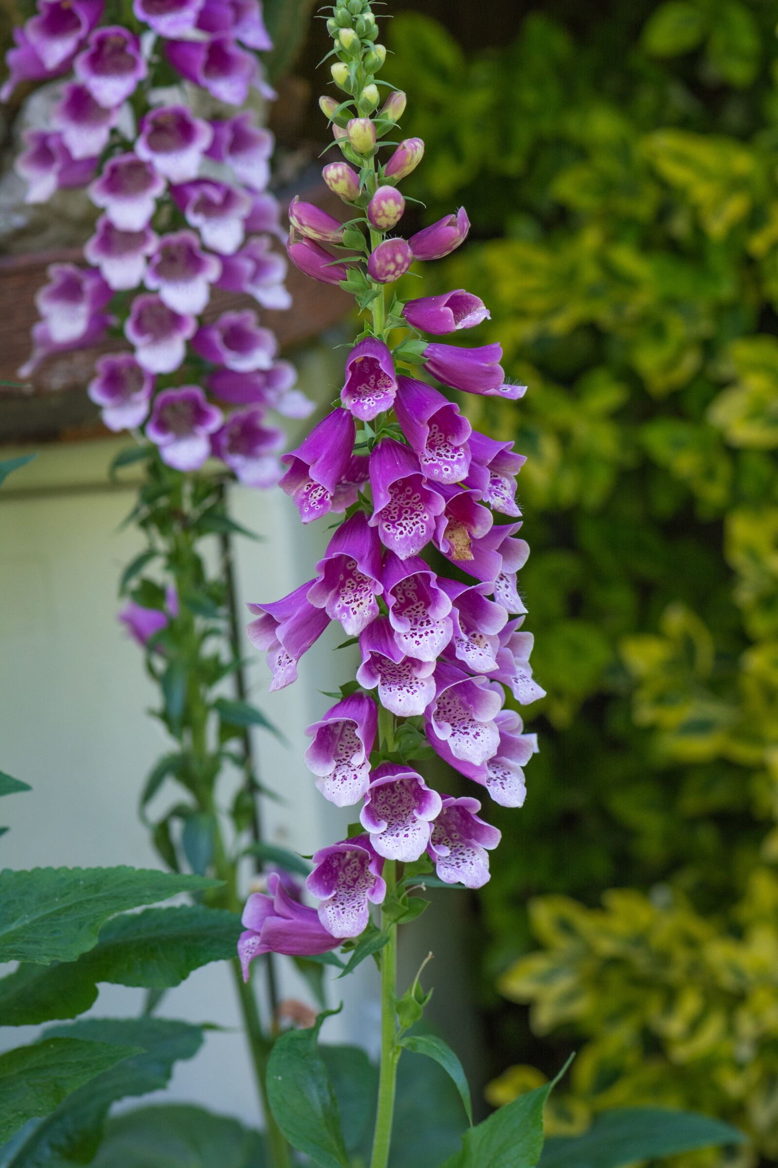 Nikon D7100 sample photo. Thimble, common foxglove, flower photography