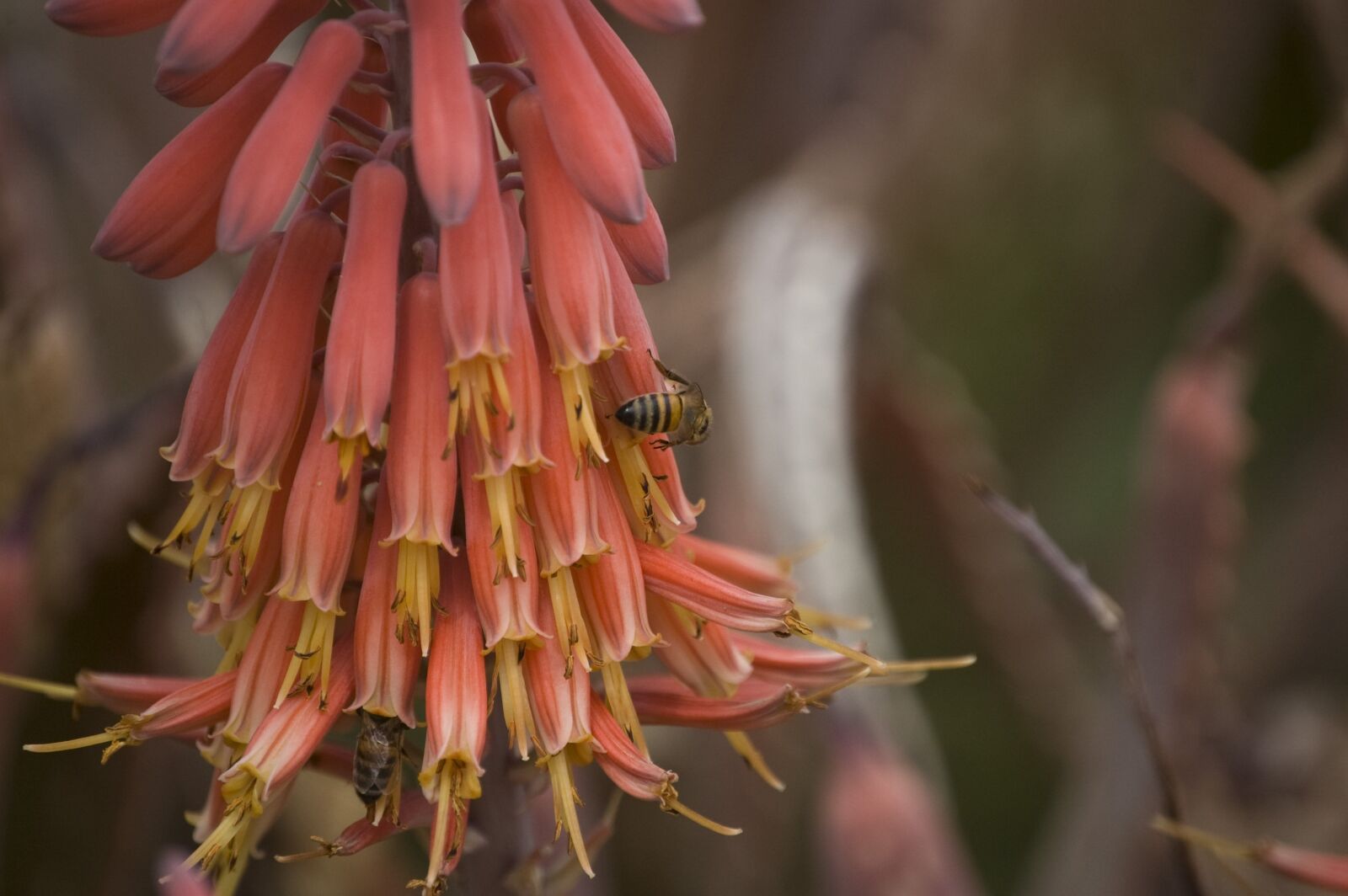 Nikon D40 sample photo. Bee, flower, nectar photography