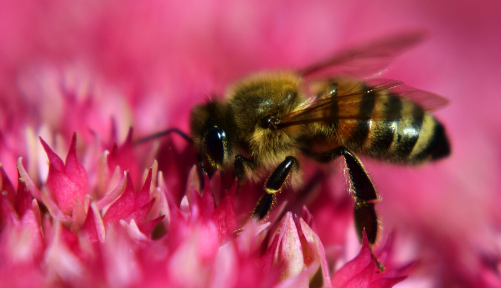 Nikon D3300 sample photo. Bee, fat hen, flowers photography