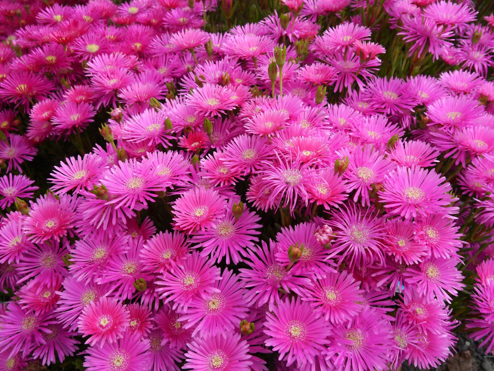 Panasonic Lumix DMC-GX1 sample photo. Matsubagiku, flowers, pink photography