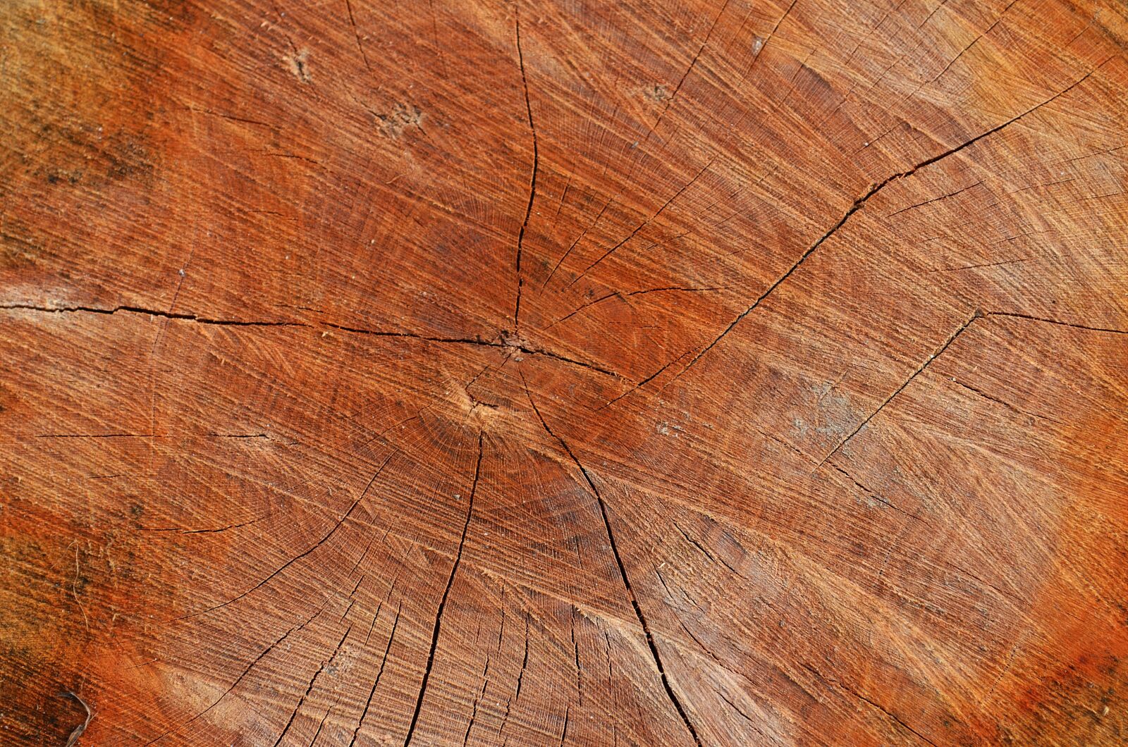 Nikon D5100 sample photo. Tree, wood, texture photography