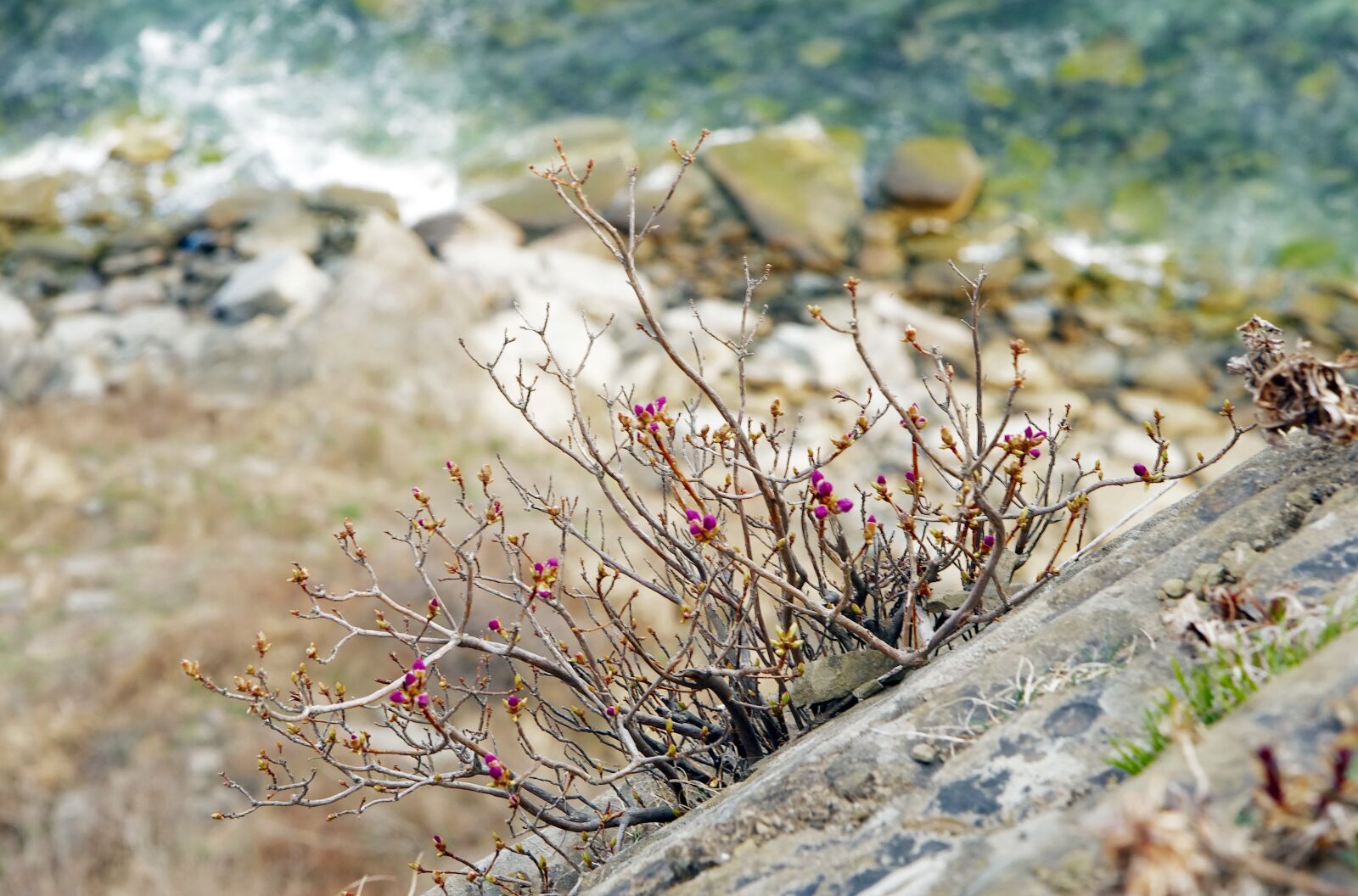 Pentax K-5 II sample photo. Spring, tree, flowers photography