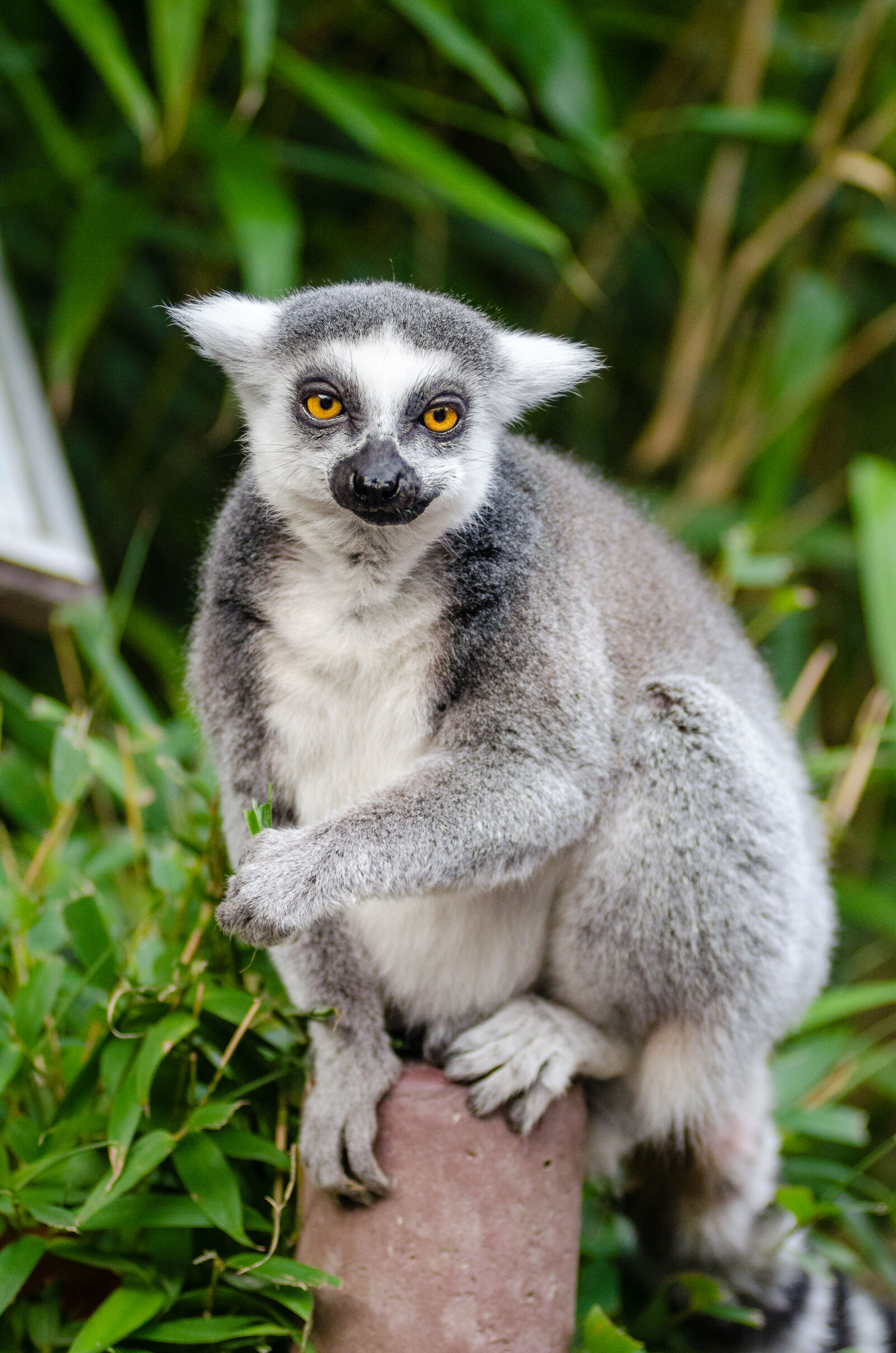 AF Zoom-Nikkor 80-200mm f/2.8 ED sample photo. Gray, and, white, lemur photography