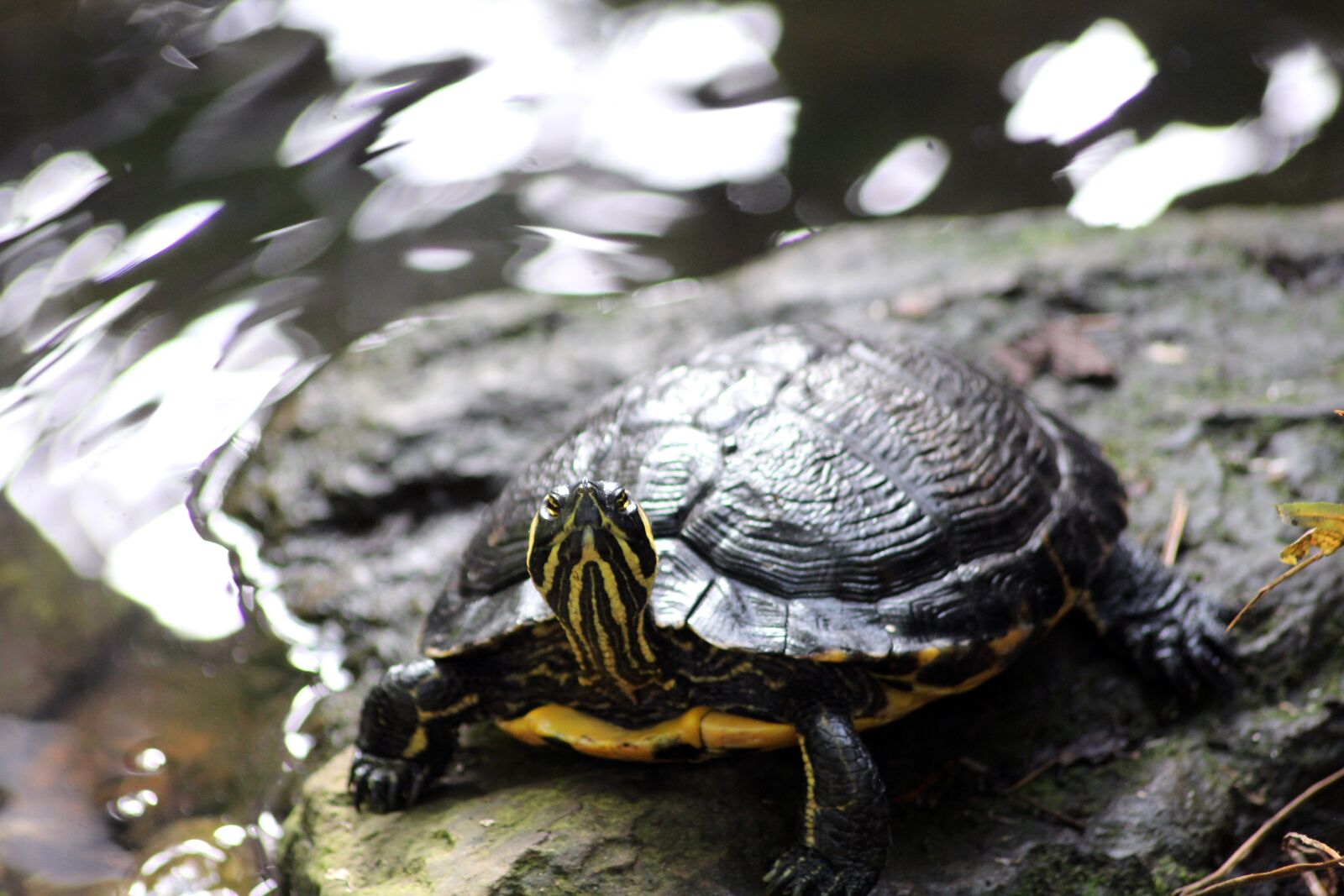Canon EOS 1200D (EOS Rebel T5 / EOS Kiss X70 / EOS Hi) sample photo. Turtle, red, ear photography