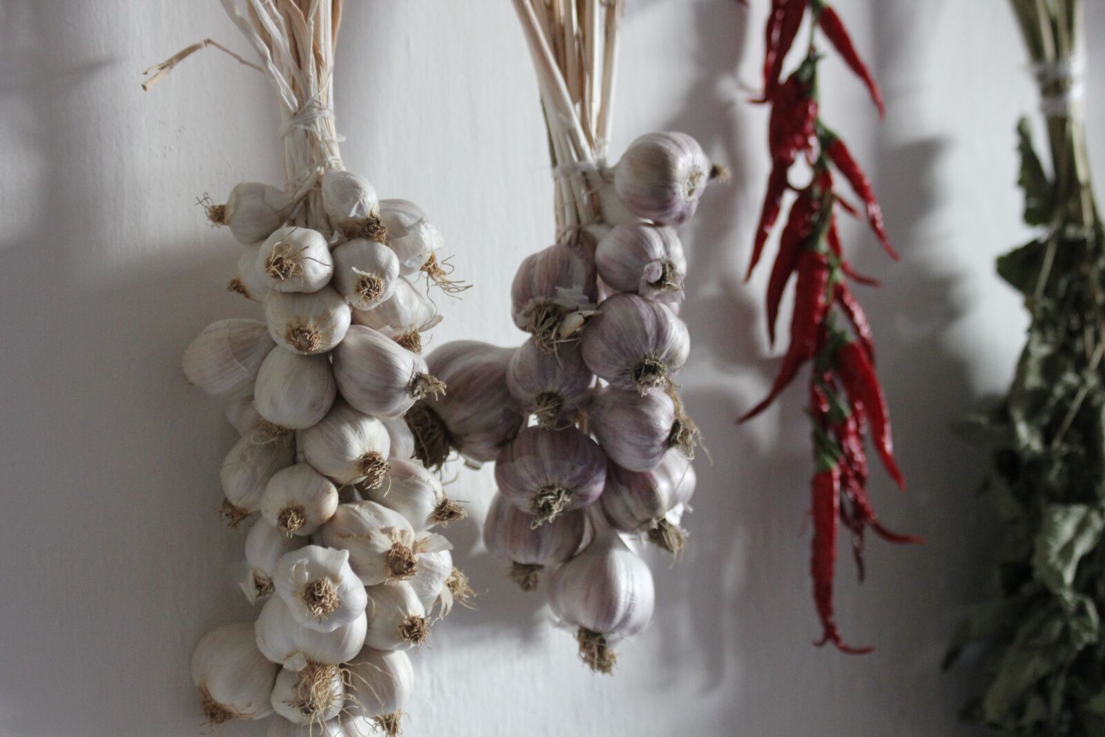 Canon EOS 550D (EOS Rebel T2i / EOS Kiss X4) sample photo. Garlic, hang, village photography