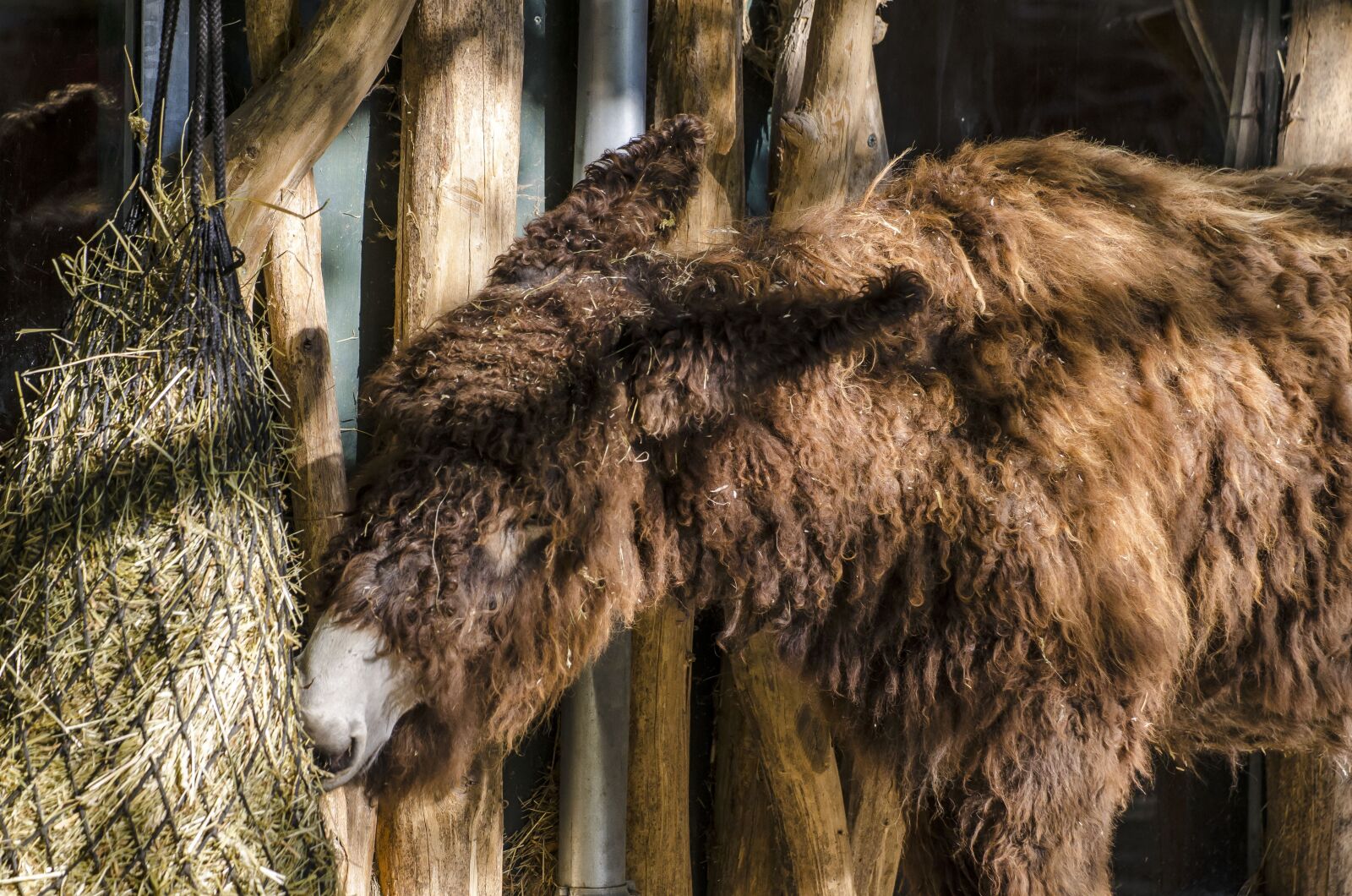 Nikon D7000 sample photo. Zoo, tiergarten, vienna photography