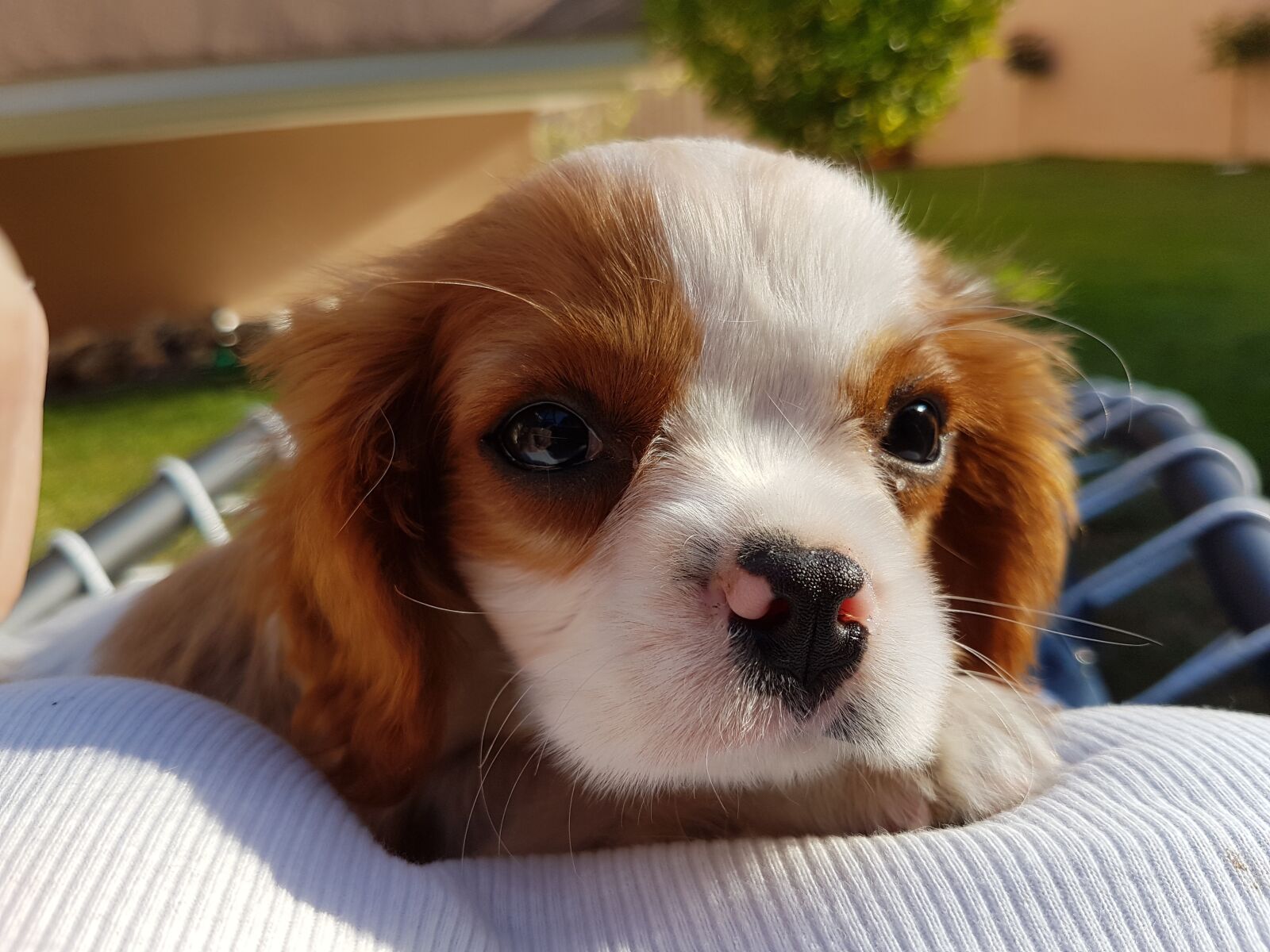 Samsung Galaxy S7 Edge sample photo. Dog, puppy, pet photography