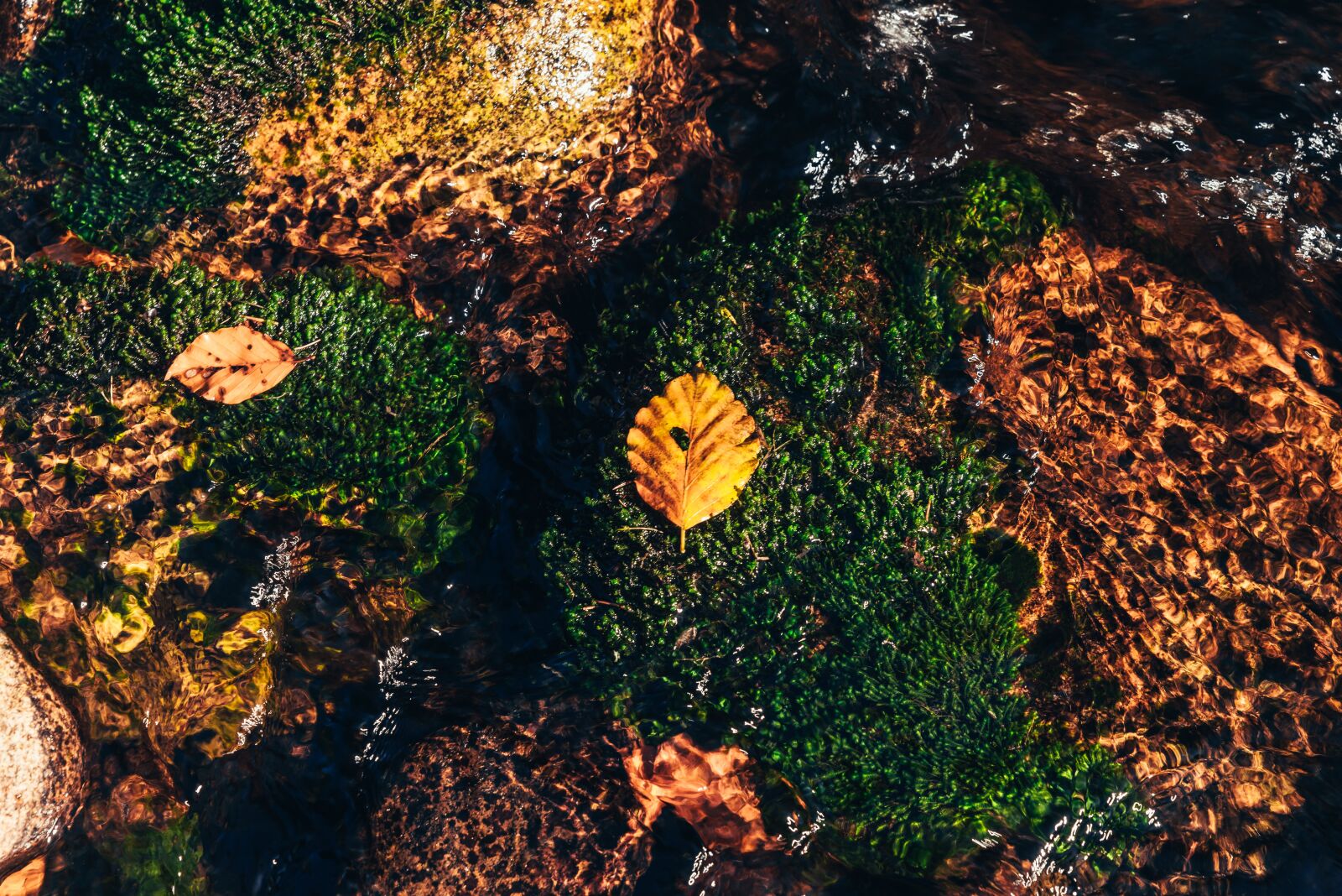 Nikon D810 sample photo. Autumn, water, stream photography