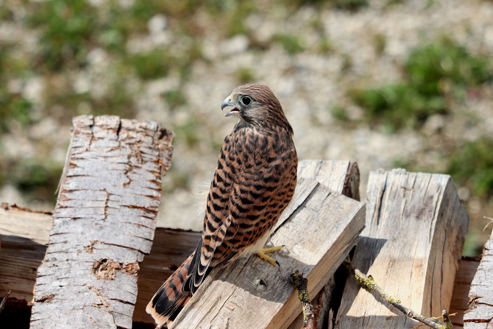 Canon EOS 77D (EOS 9000D / EOS 770D) sample photo. Falcon, raptor, bird of photography