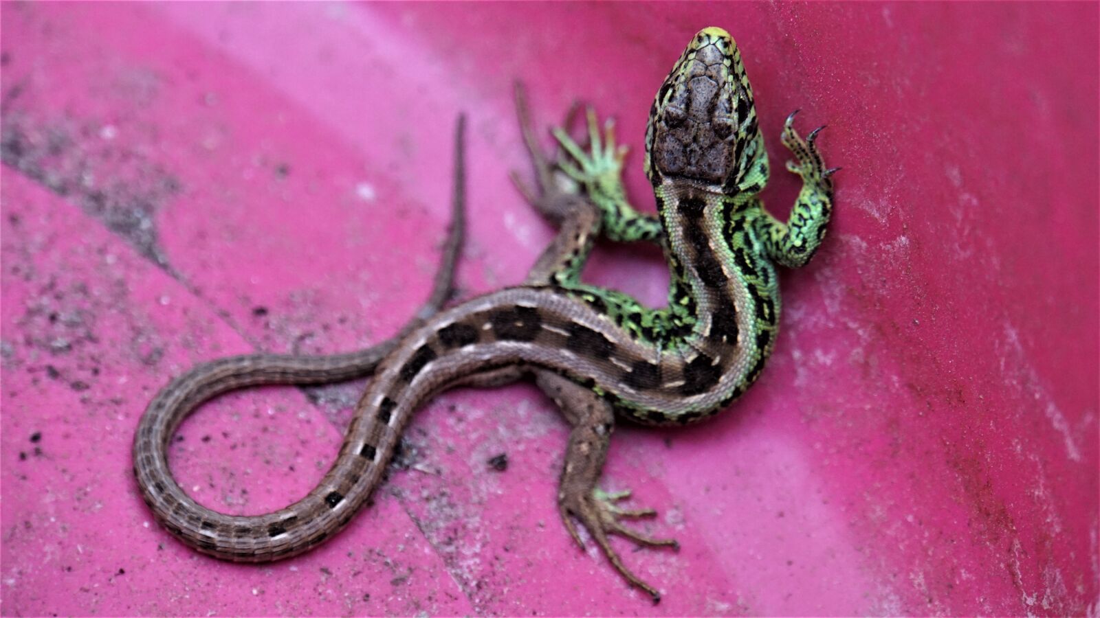 Sony E 18-200mm F3.5-6.3 OSS LE sample photo. Lizard, reptile, salamander photography