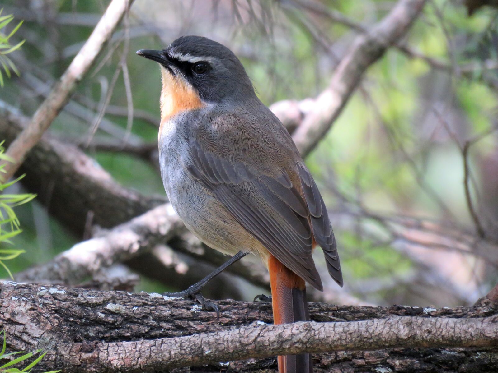 Canon PowerShot SX60 HS sample photo. Robin, cape robin, bird photography