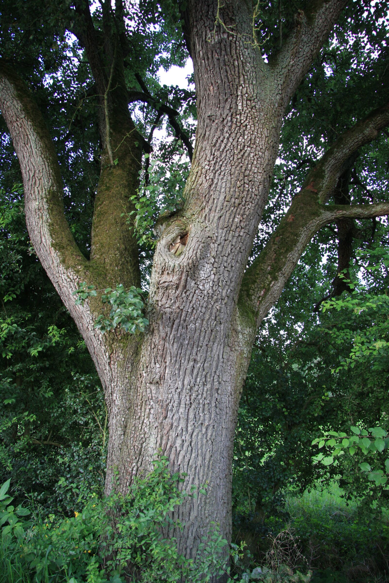 Canon EOS 40D sample photo. Tree, tribe, nature photography