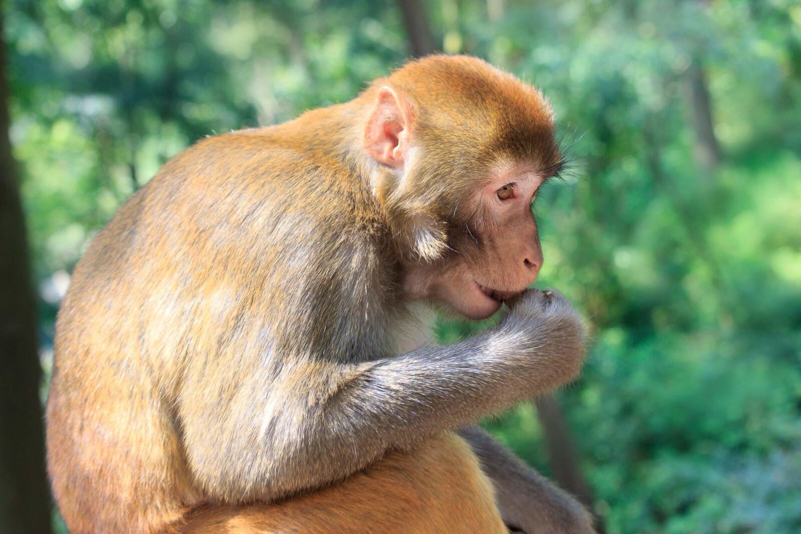 Canon EF-S 55-250mm F4-5.6 IS STM sample photo. Monkey, qiangling shan park photography