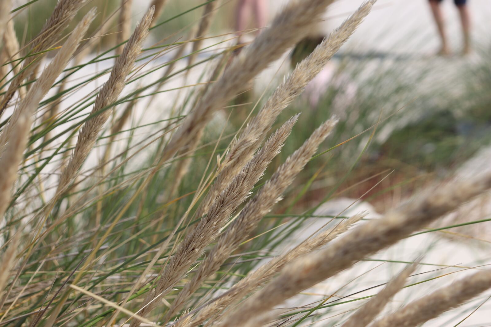 Canon EOS 200D (EOS Rebel SL2 / EOS Kiss X9) sample photo. Grass, dunes, sand photography