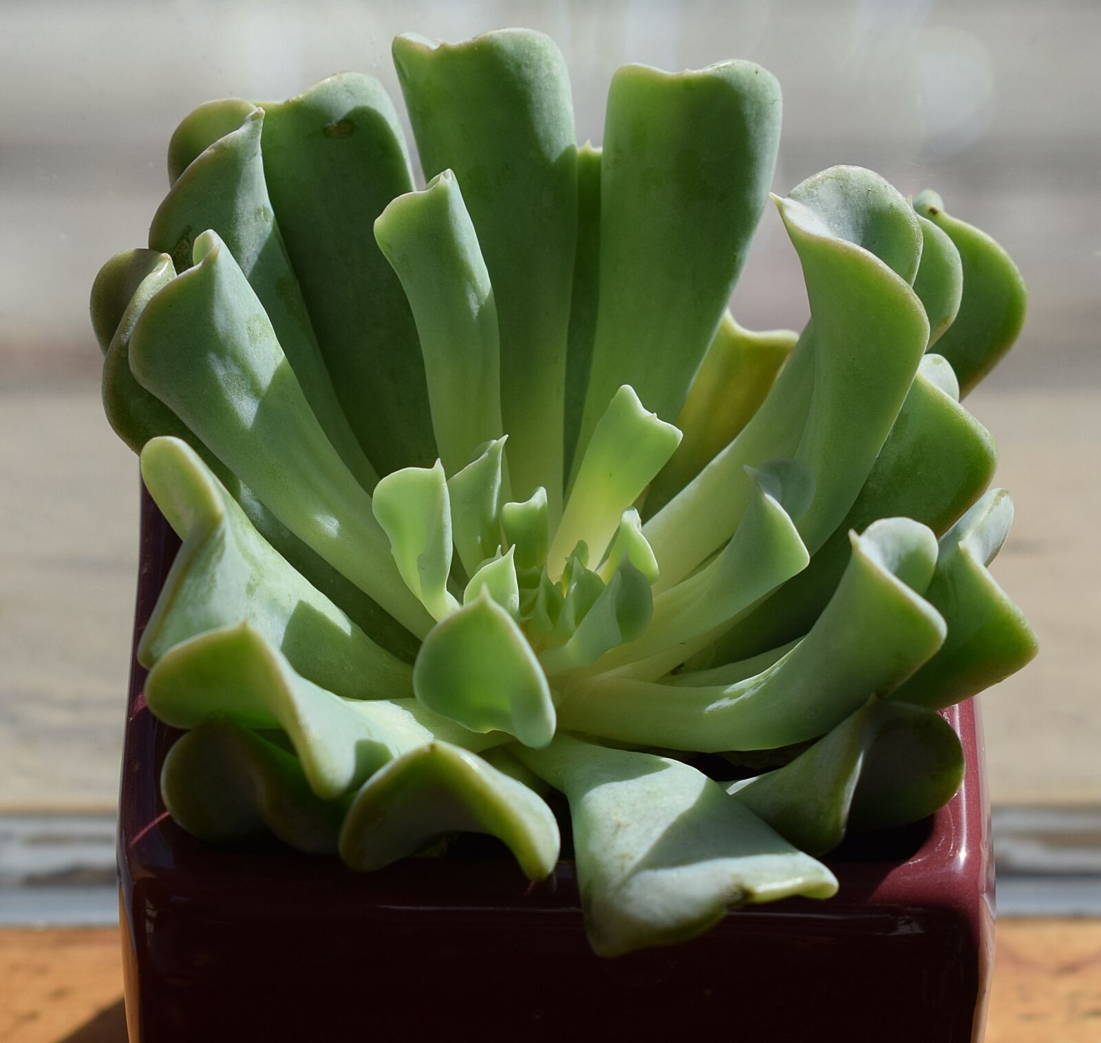 Nikon D3300 sample photo. Succulent in dark red photography