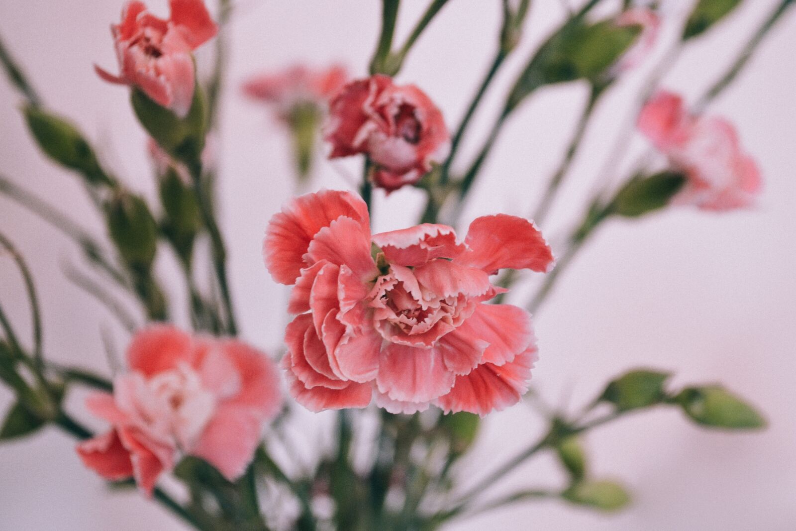 Nikon D3100 sample photo. Pink, flower, bloom photography