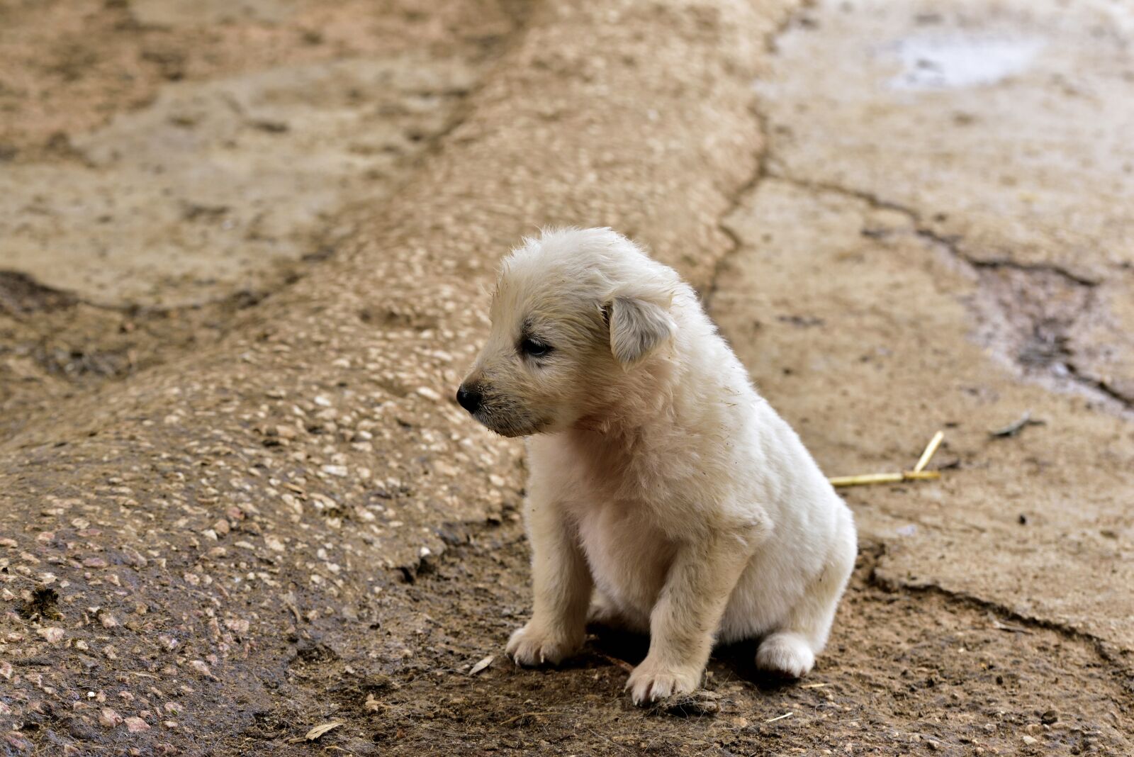 Nikon D750 sample photo. Dog, small, young photography