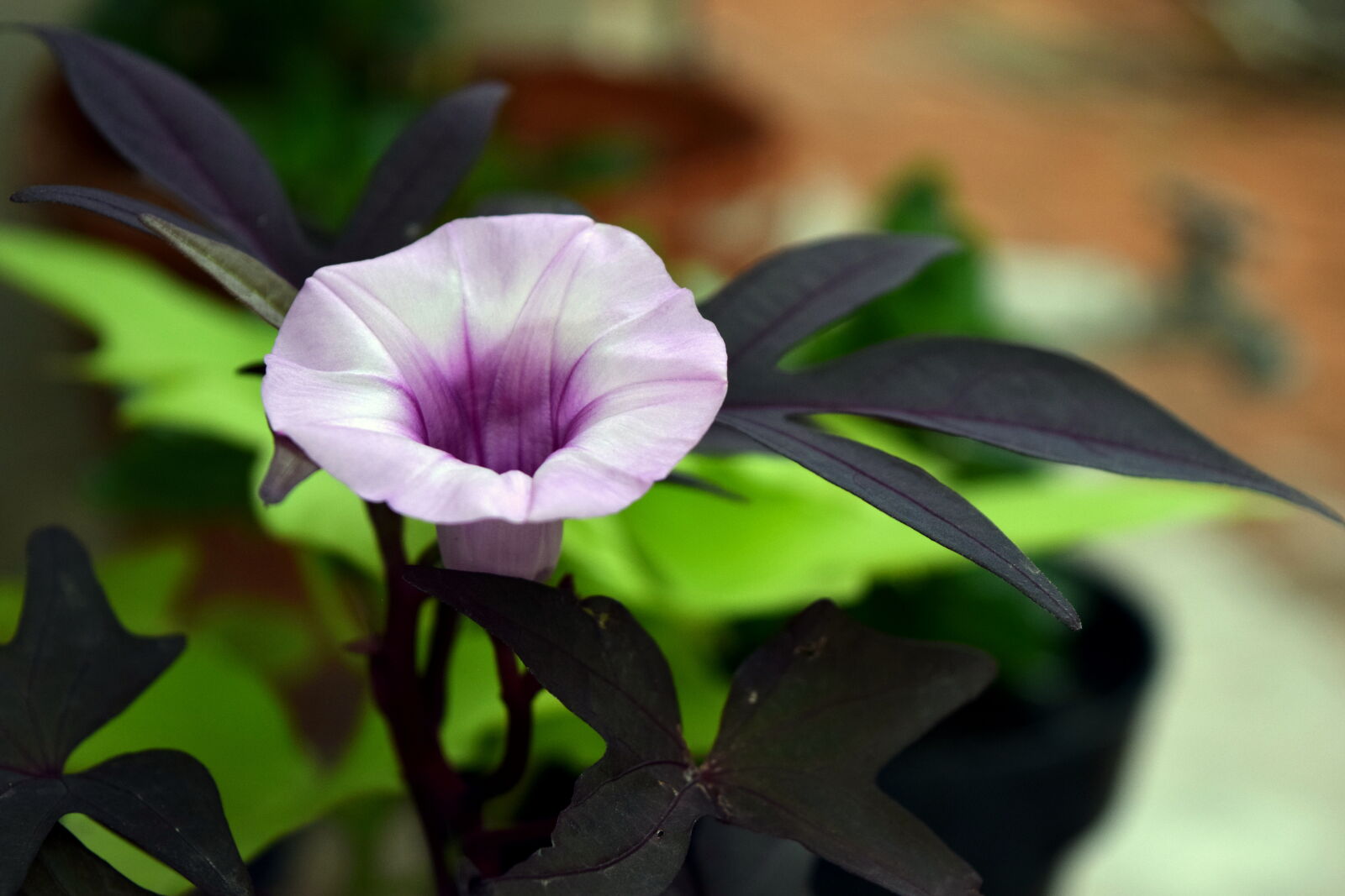 Nikon D3300 sample photo. Flower photography