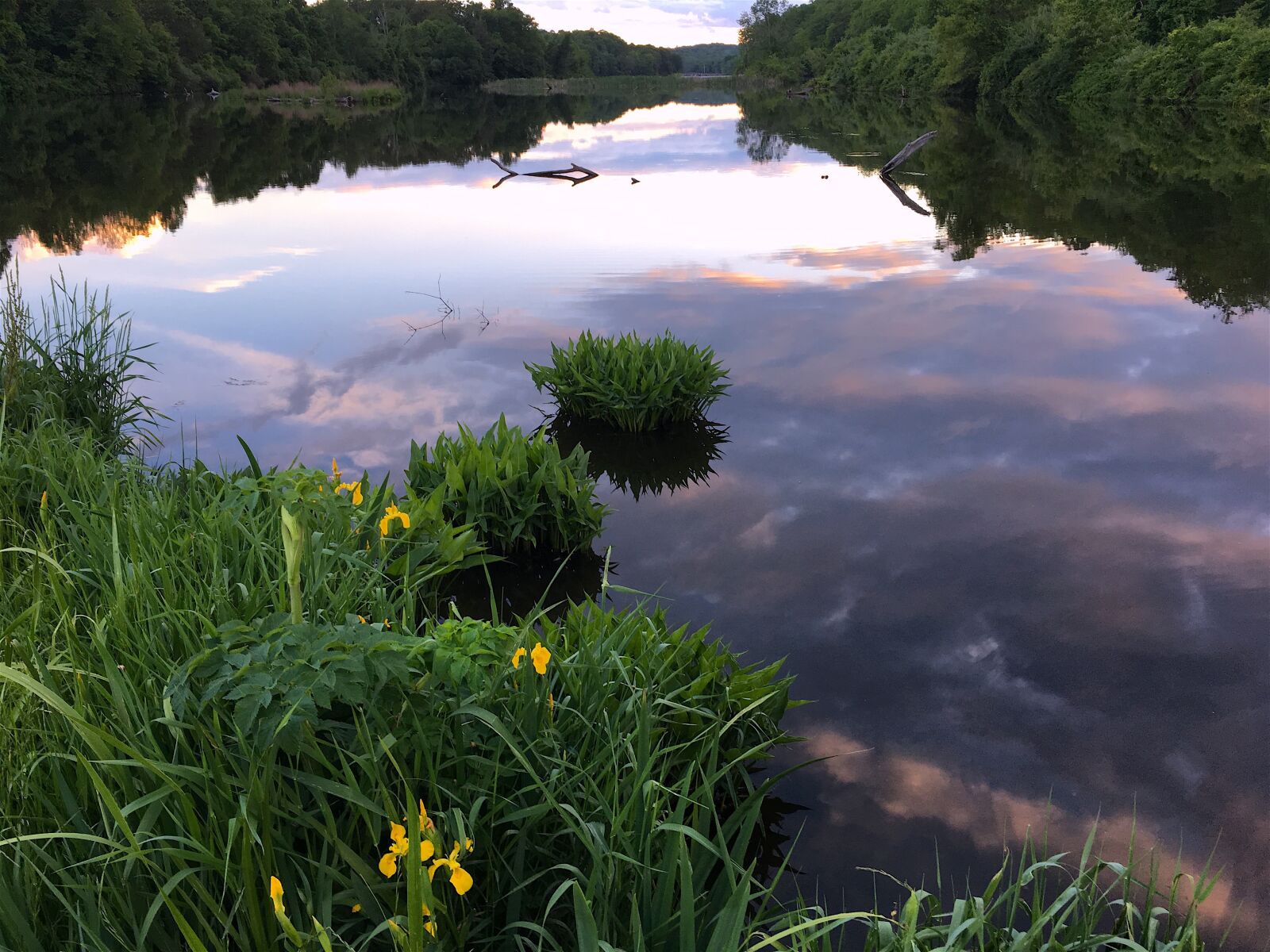 Apple iPhone 6s sample photo. Lake, sunset, flower photography