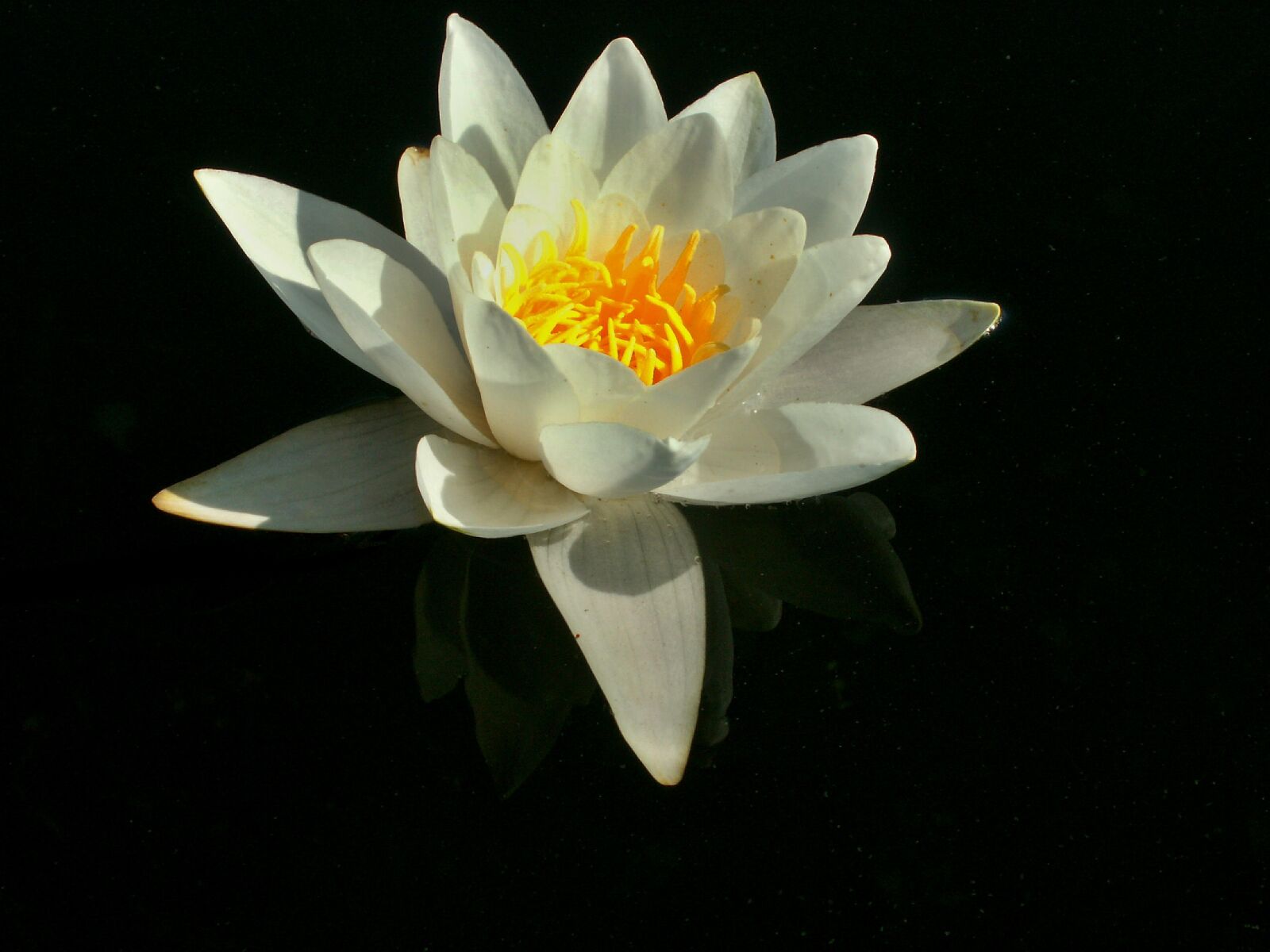 KONICA MINOLTA DiMAGE Z5 sample photo. Water lily, flower, flower photography