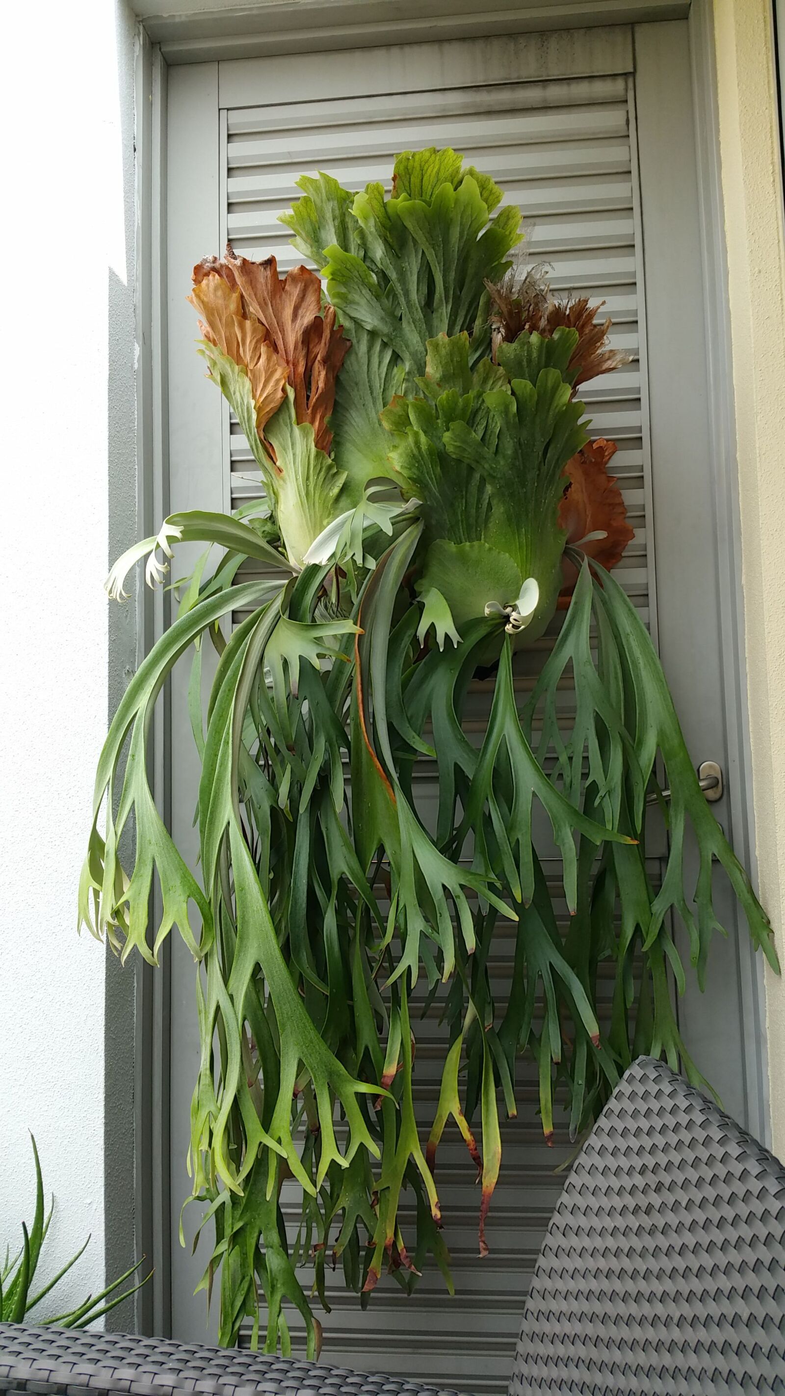 Samsung Galaxy Note4 sample photo. Staghorn fern, rooftop garden photography