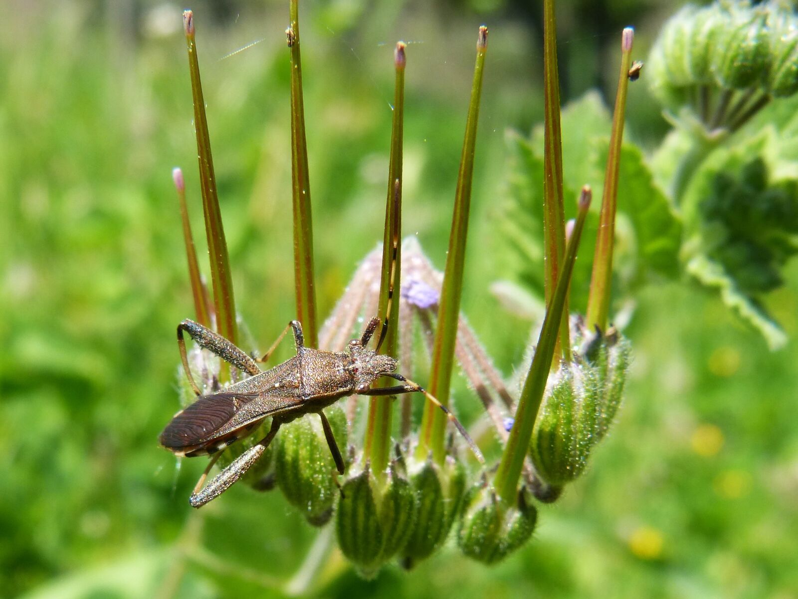 Panasonic DMC-FZ62 sample photo. Insect, antennas, bug photography