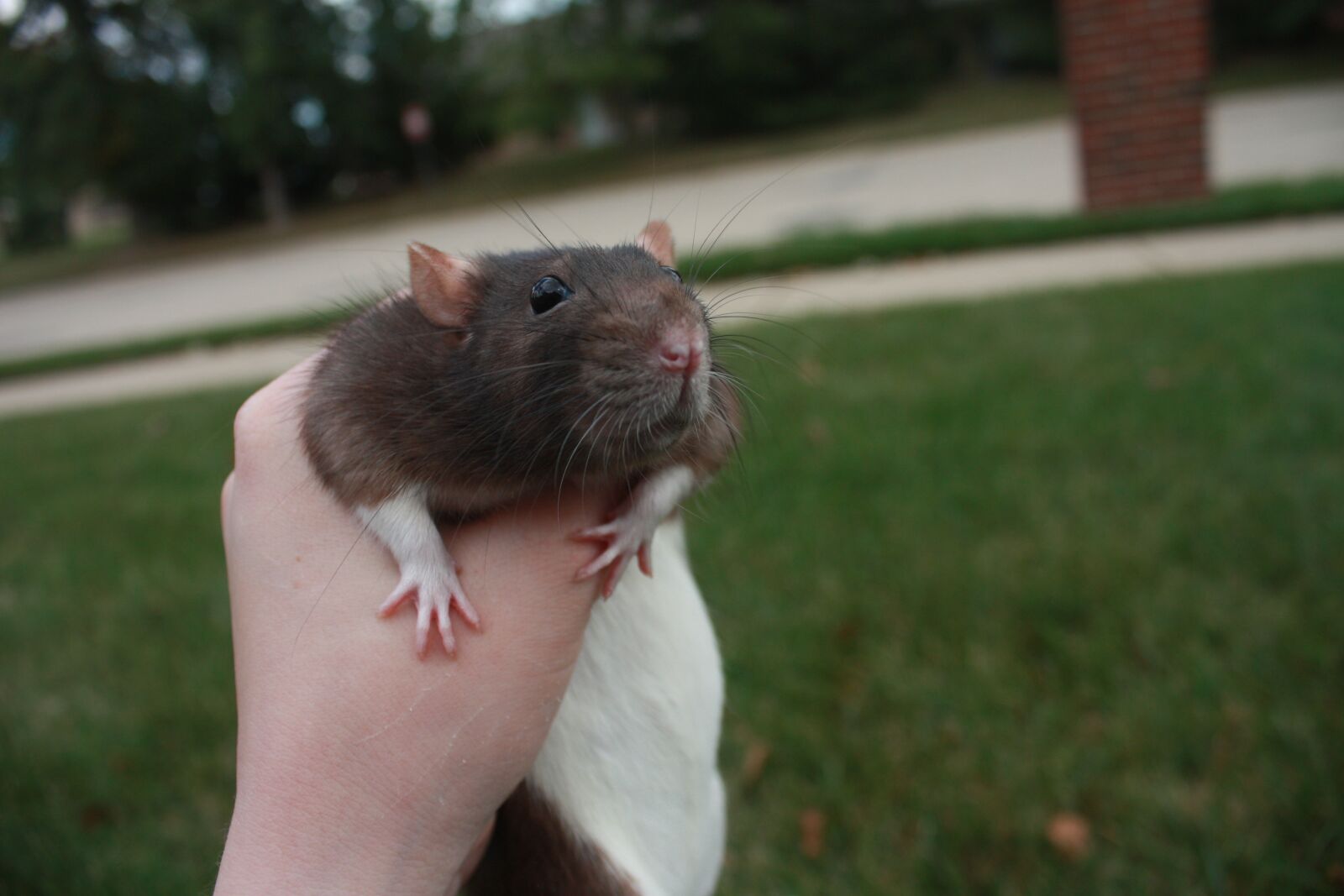 Canon EOS 450D (EOS Rebel XSi / EOS Kiss X2) sample photo. Rat, grass, pet photography