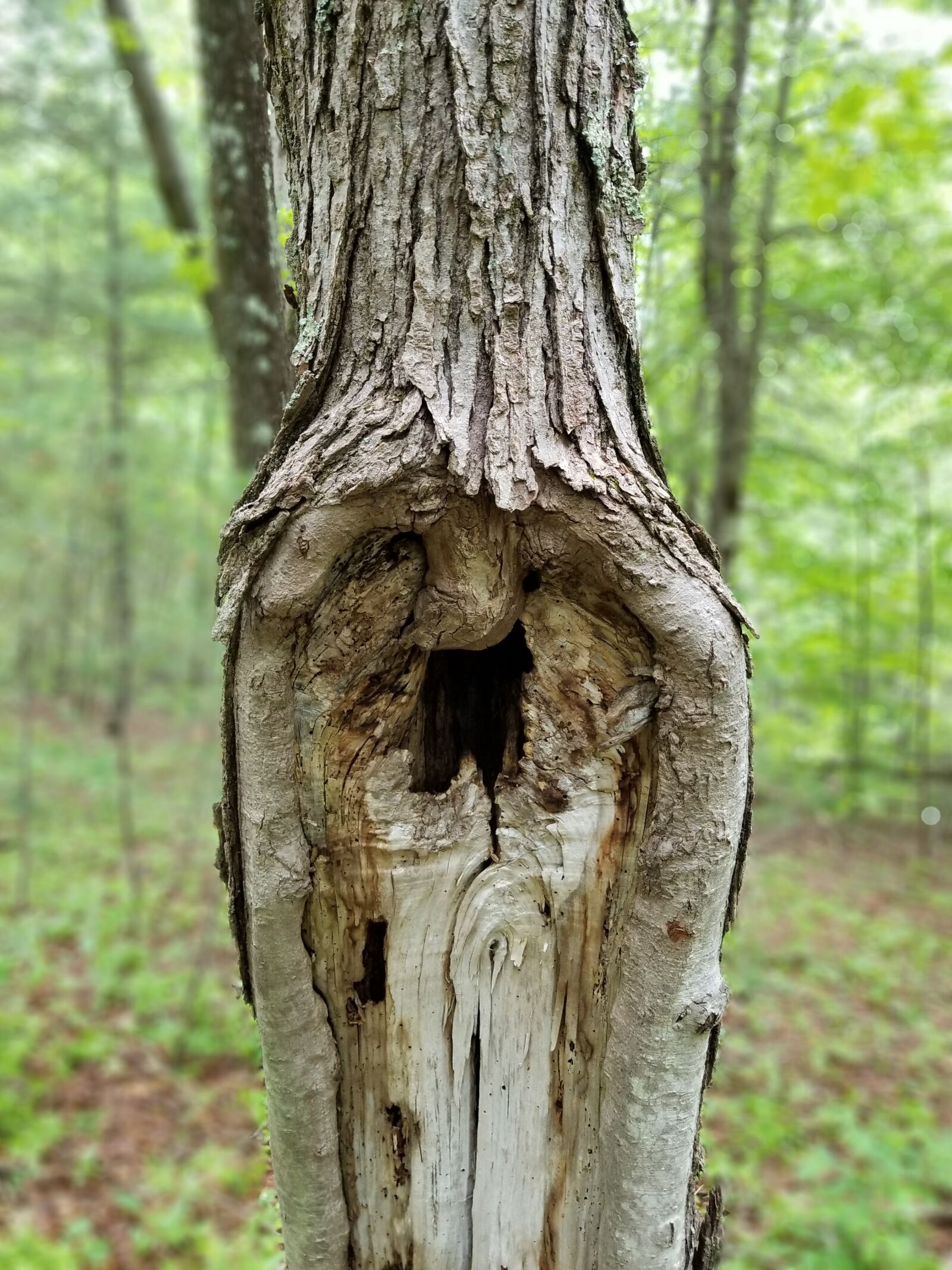 Samsung Galaxy S8+ sample photo. Tree, face, gandalf photography