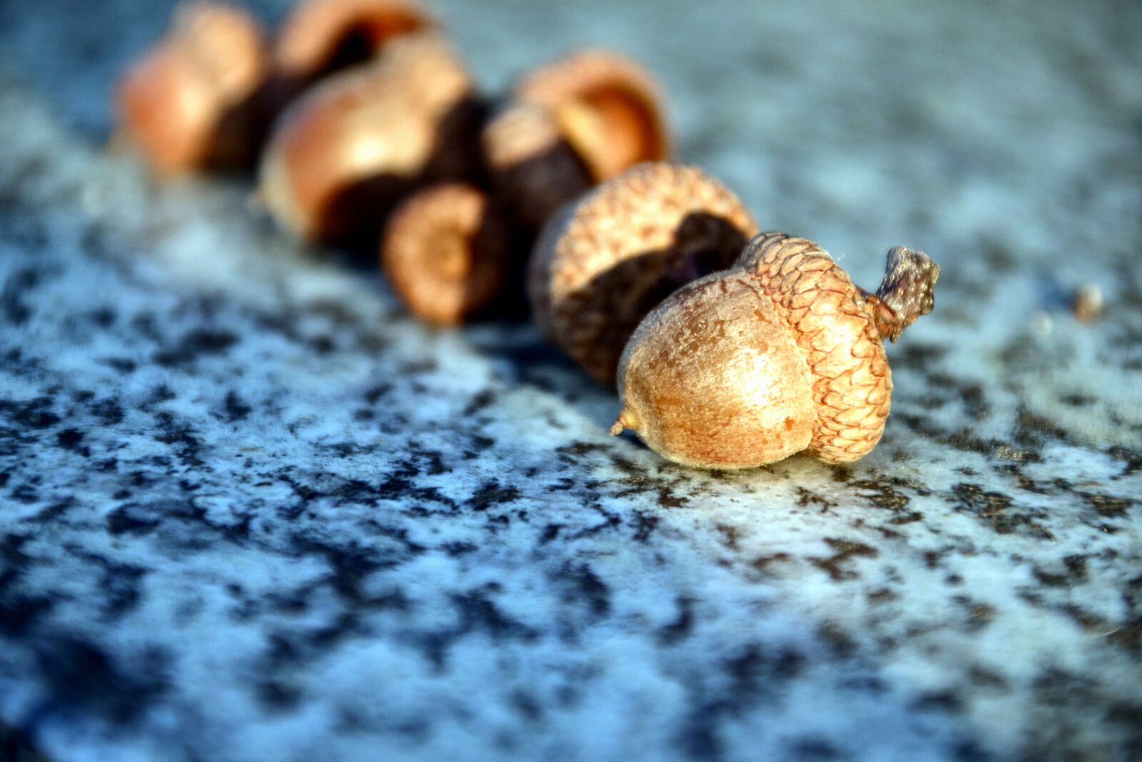 Nikon D3300 sample photo. Nature, acorn, brown, plant photography