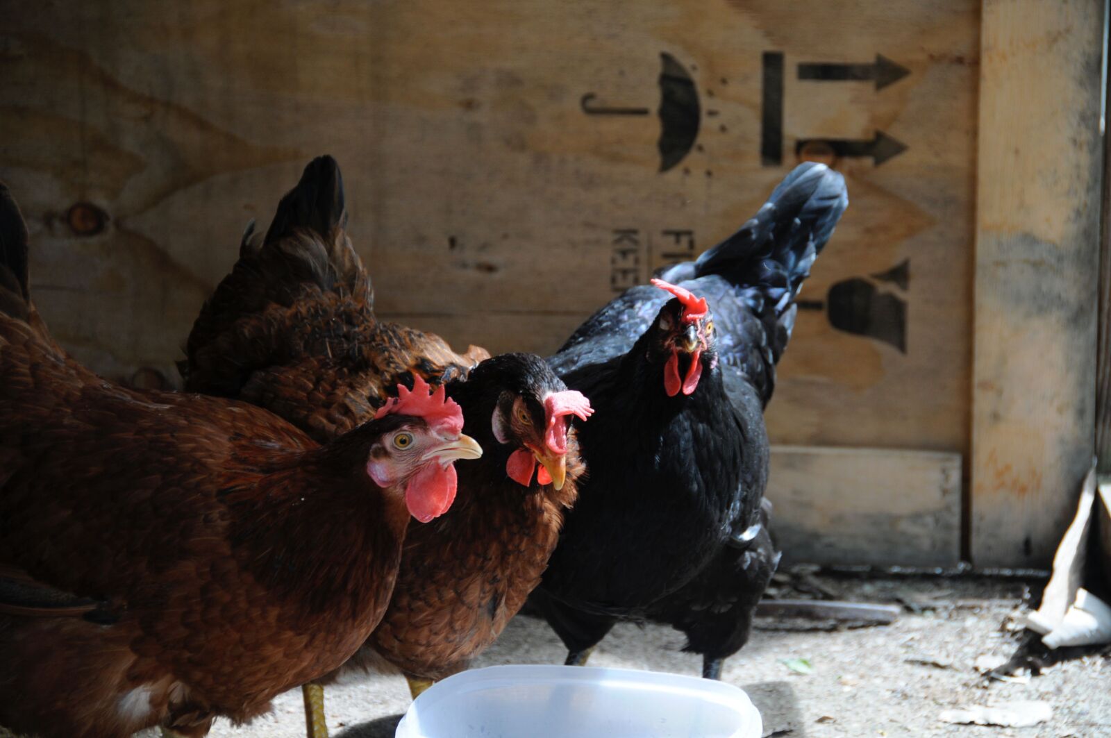 Nikon D300 sample photo. Hens, farm, barnyard animals photography