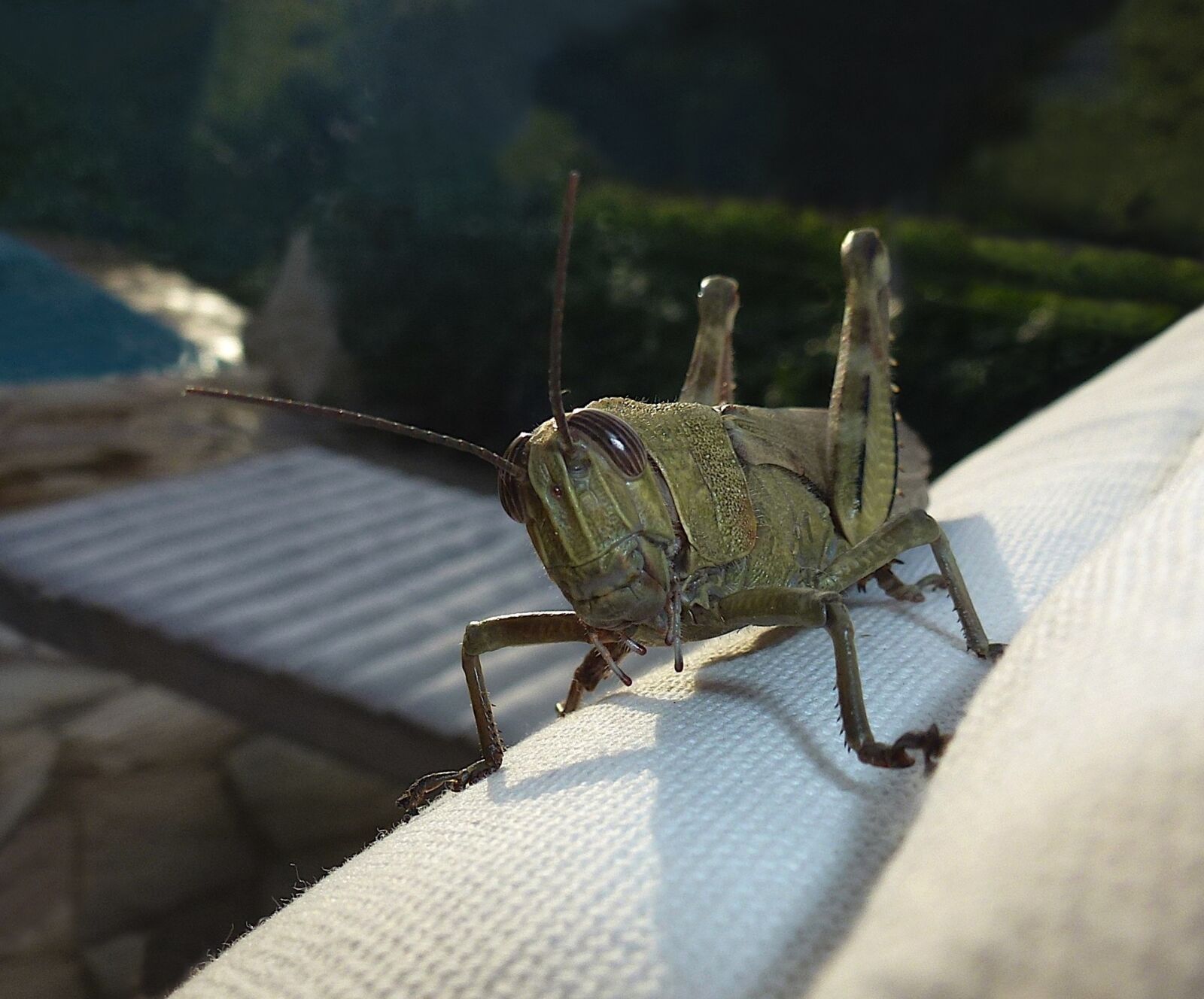 Panasonic Lumix DMC-ZS10 (Lumix DMC-TZ20 / Lumix DMC-TZ22) sample photo. Grasshopper, close-up, portrait photography