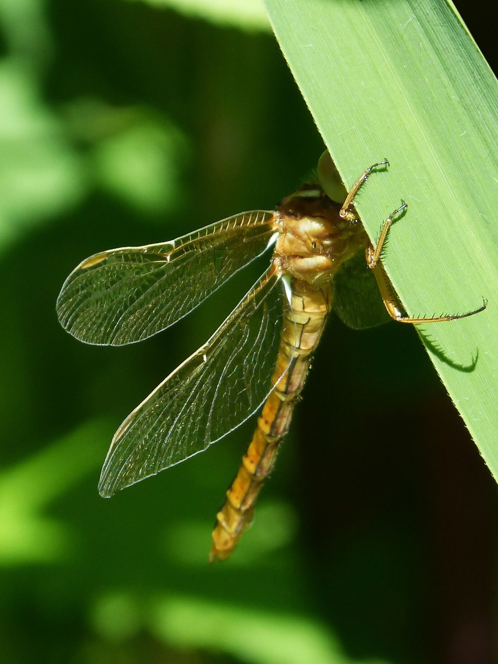 Panasonic DMC-FZ62 sample photo. Golden dragonfly, sympetrum meridionale photography